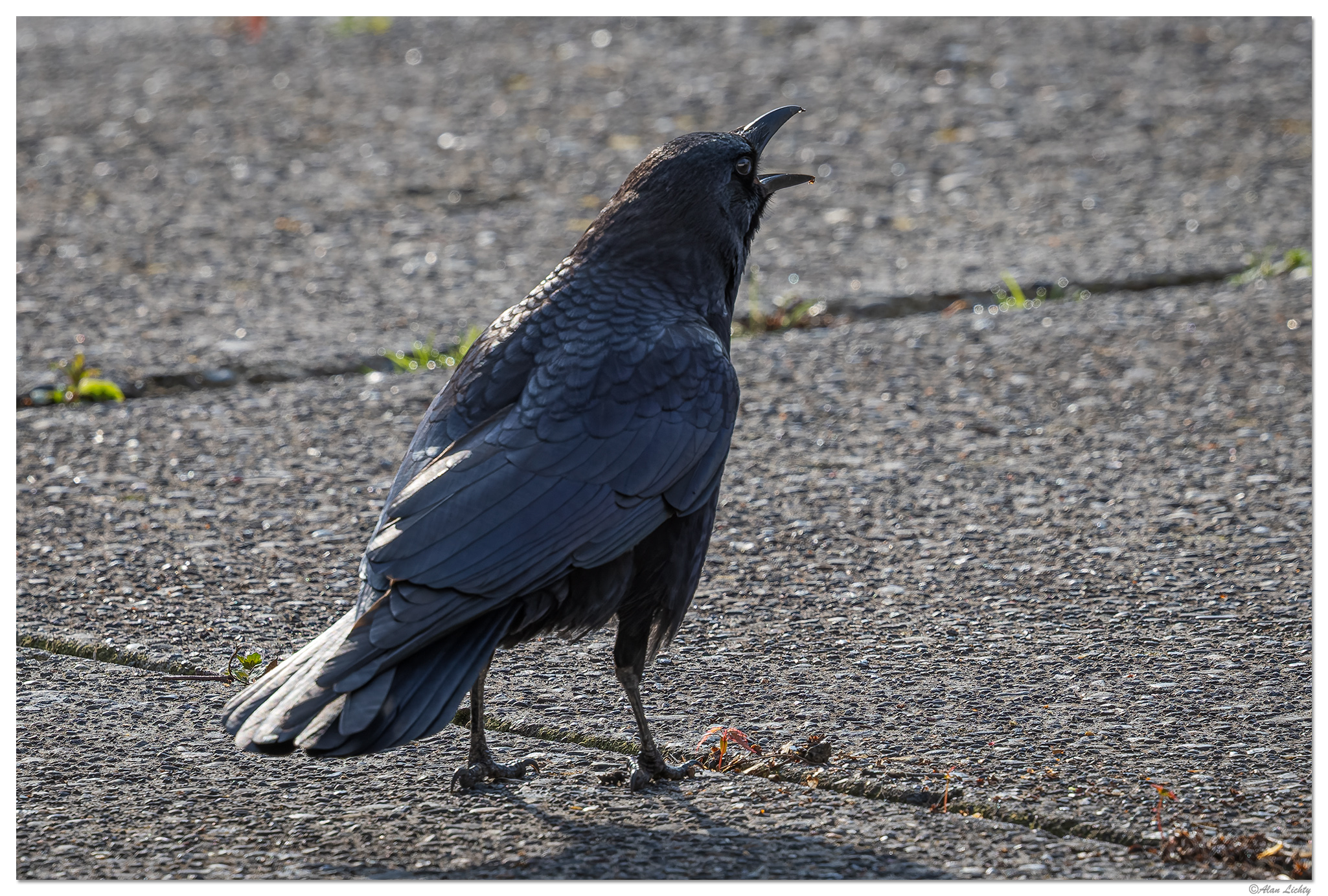 CR5m2_Crow033025.jpg