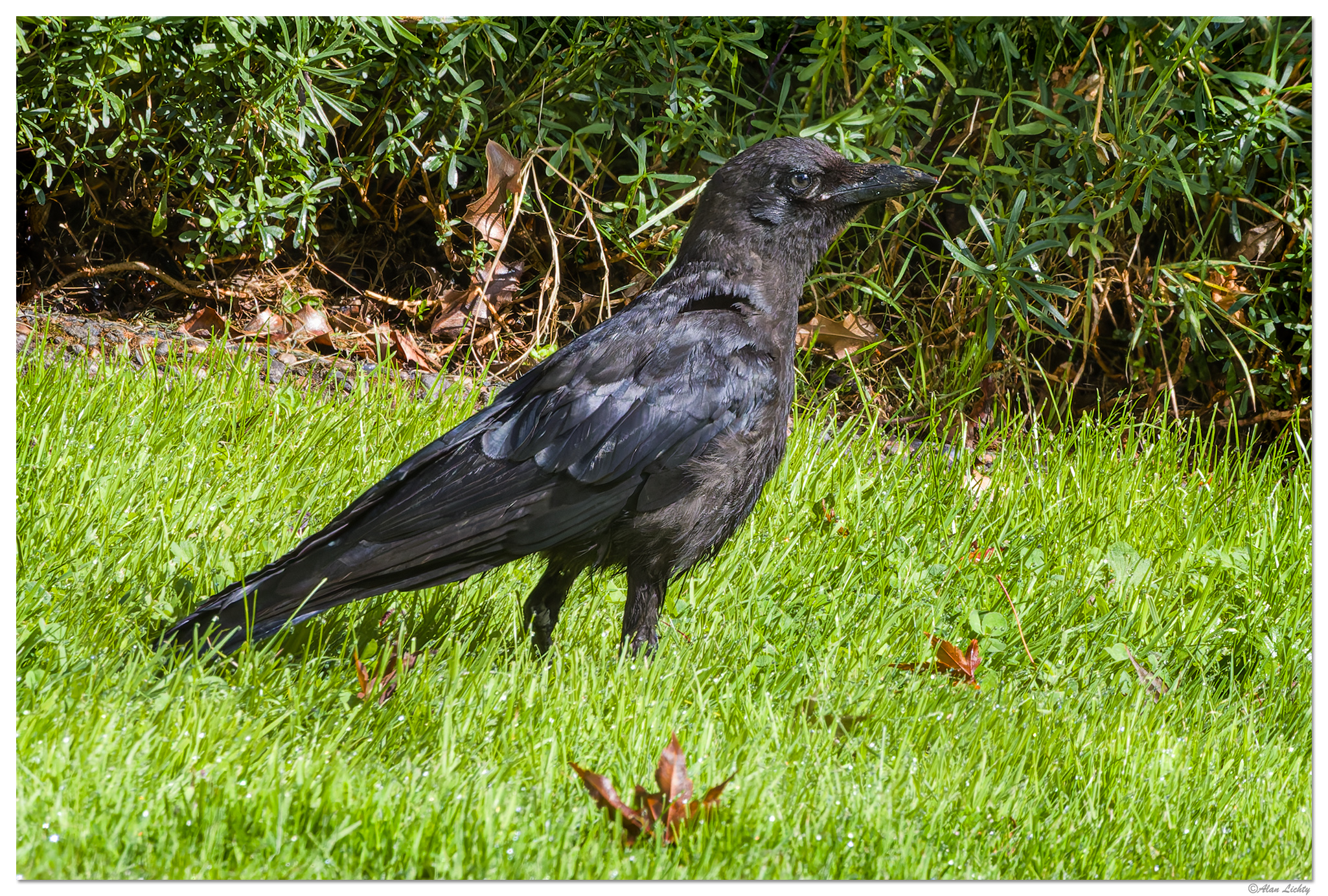 CR5m2_CrowBaby091524.jpg