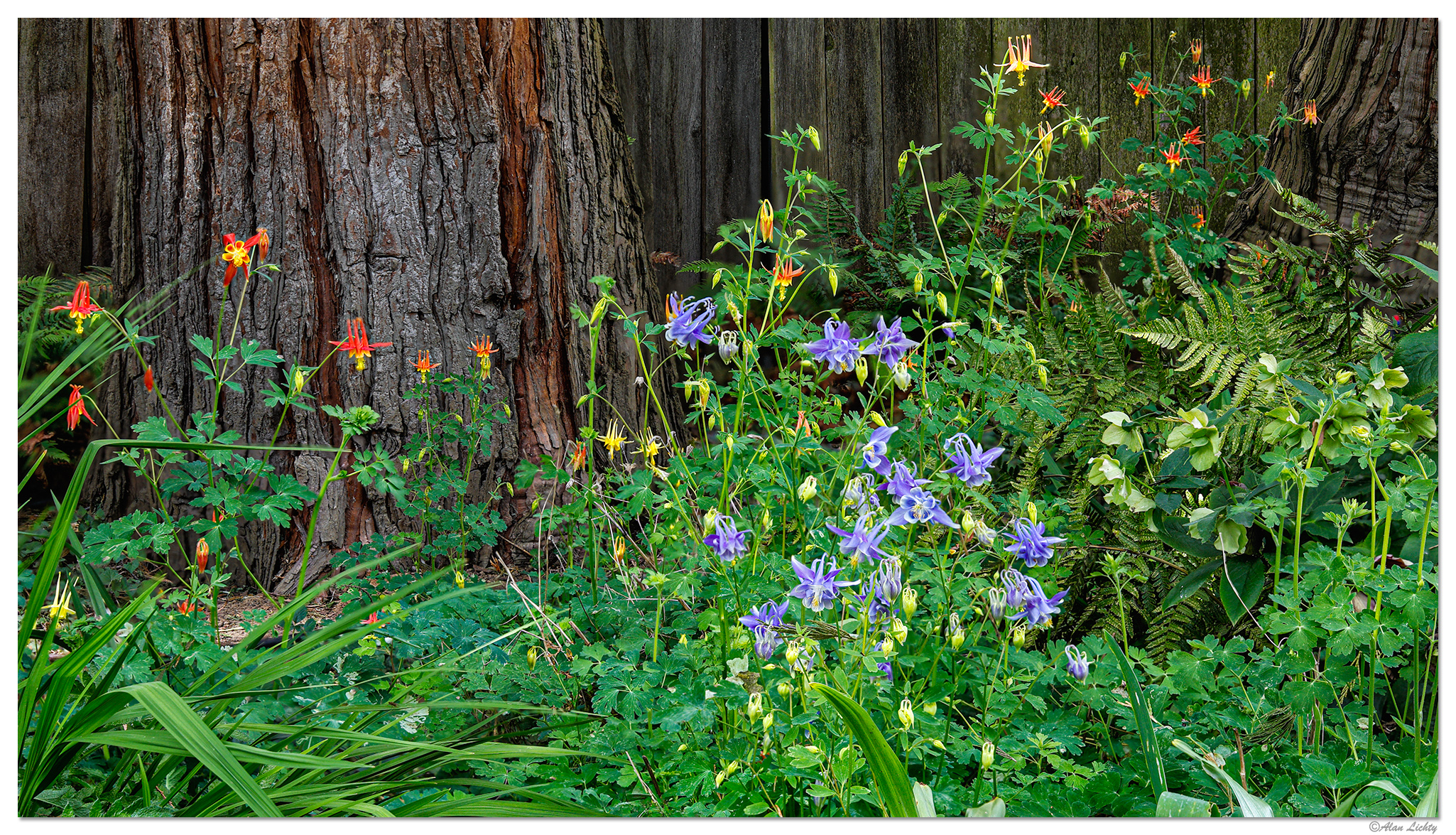CR5m2_DS_Columbines051426.jpg