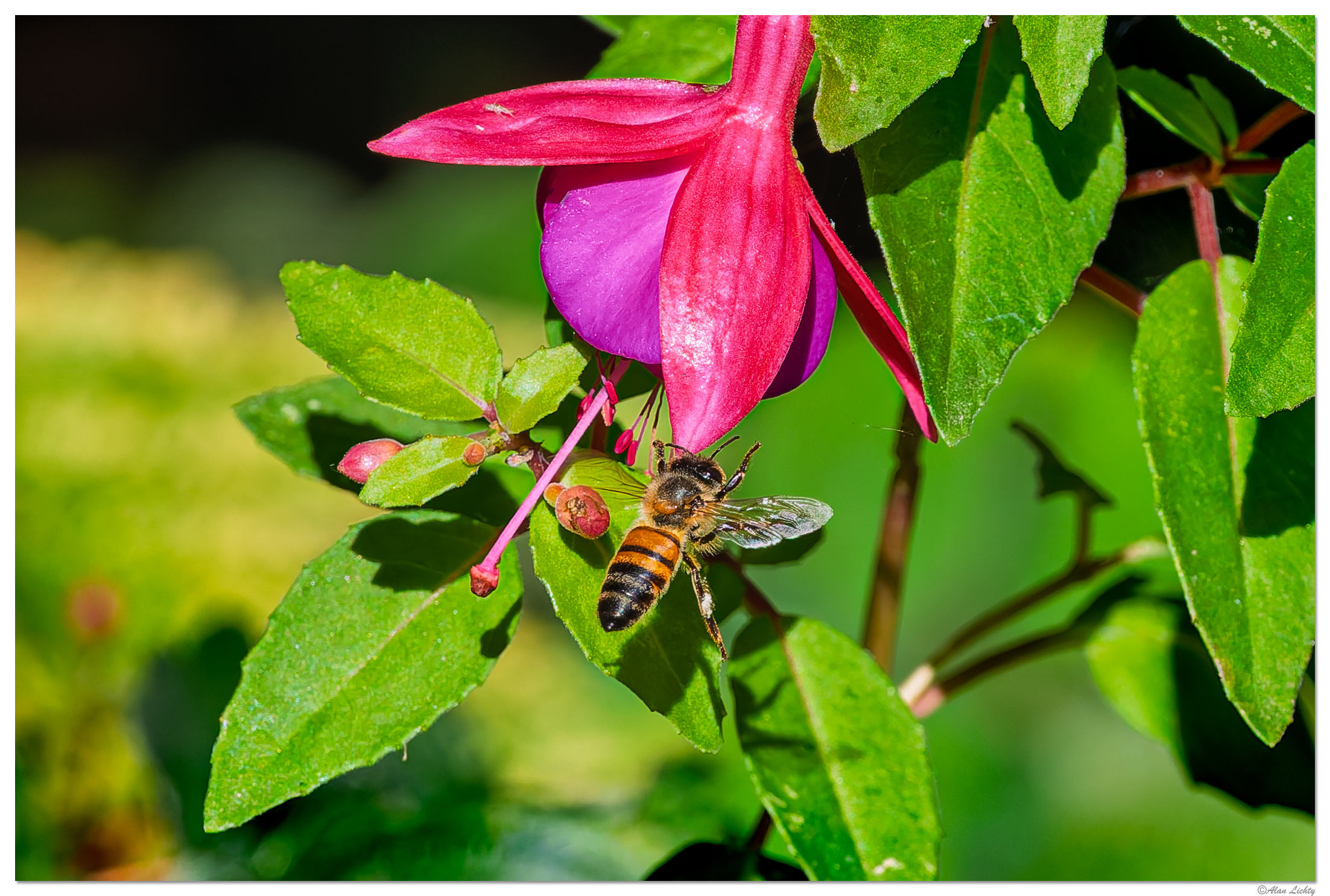 CR5m2_FuschiaBee091726.jpg