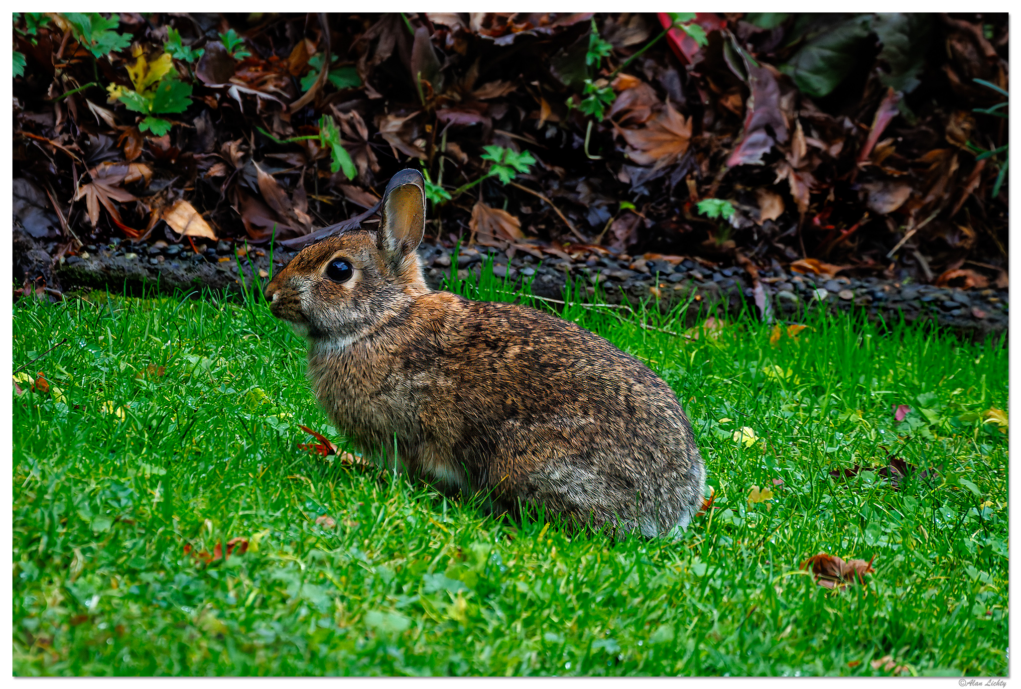CR5m2_FYWabbit122724.jpg