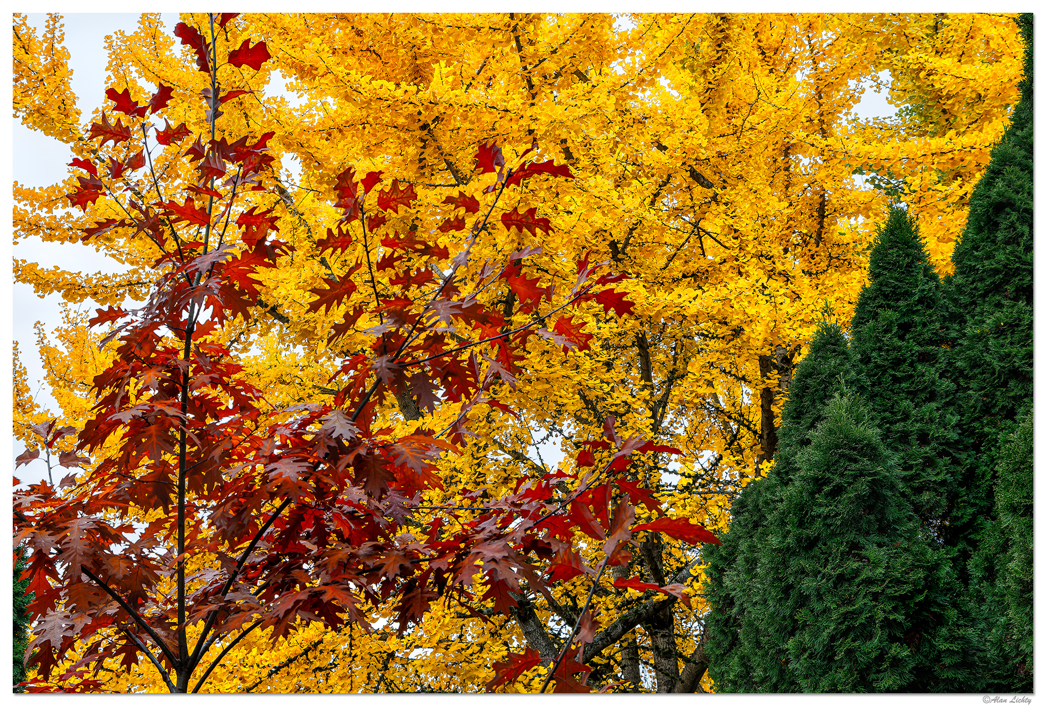 CR5m2_GinkgoOak111024.jpg