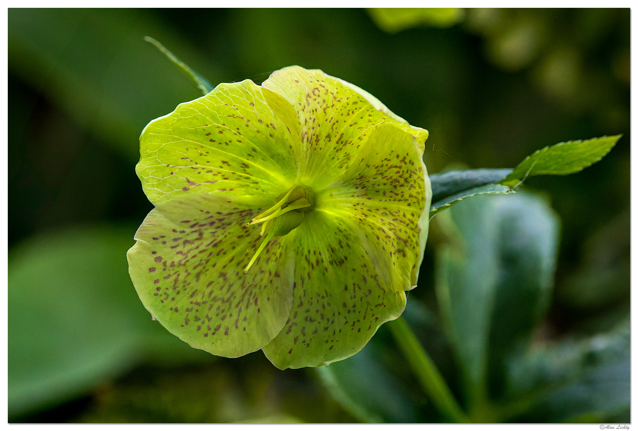 CR5m2_Hellebore042825.jpg