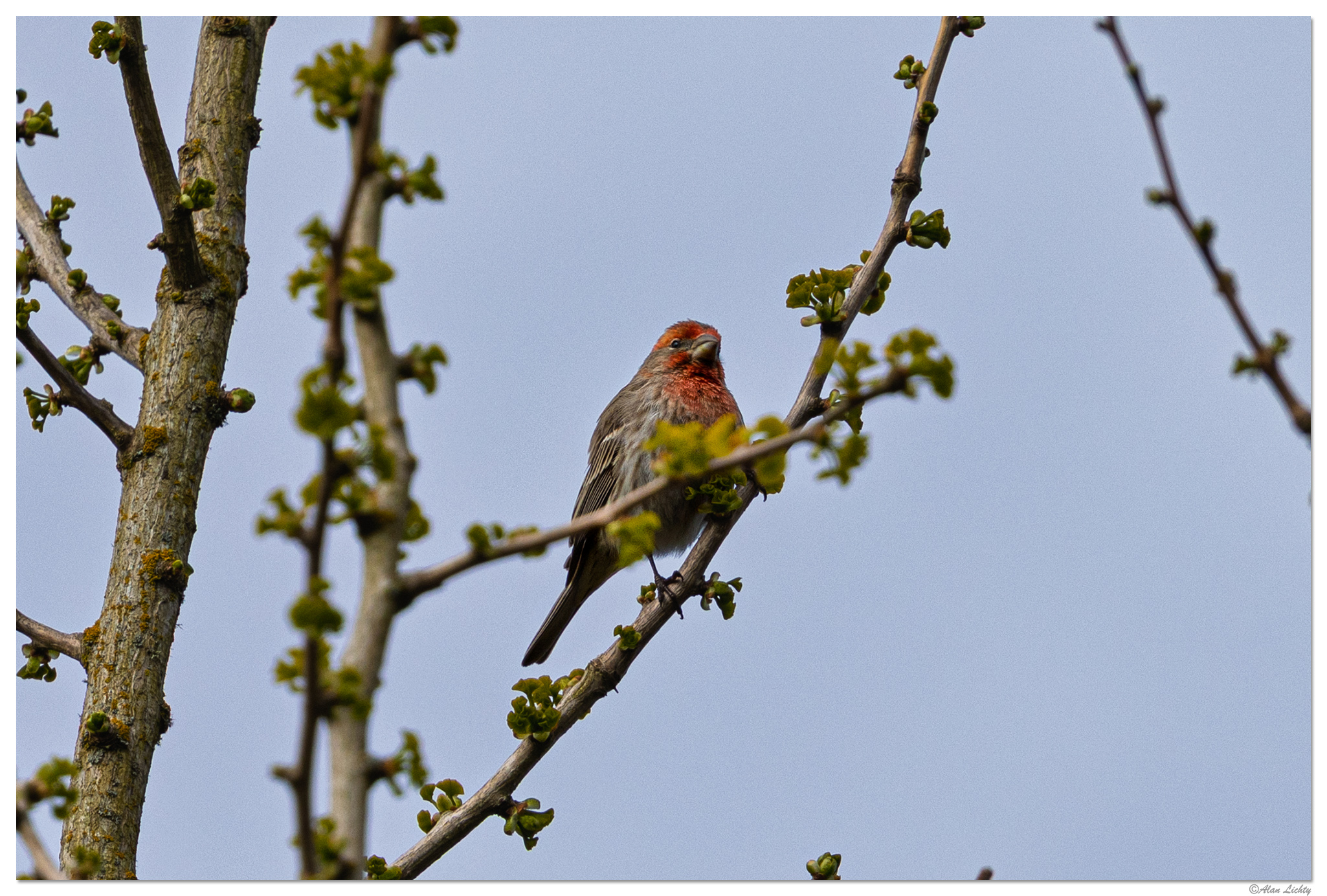 CR5m2_HouseFinch040326.jpg