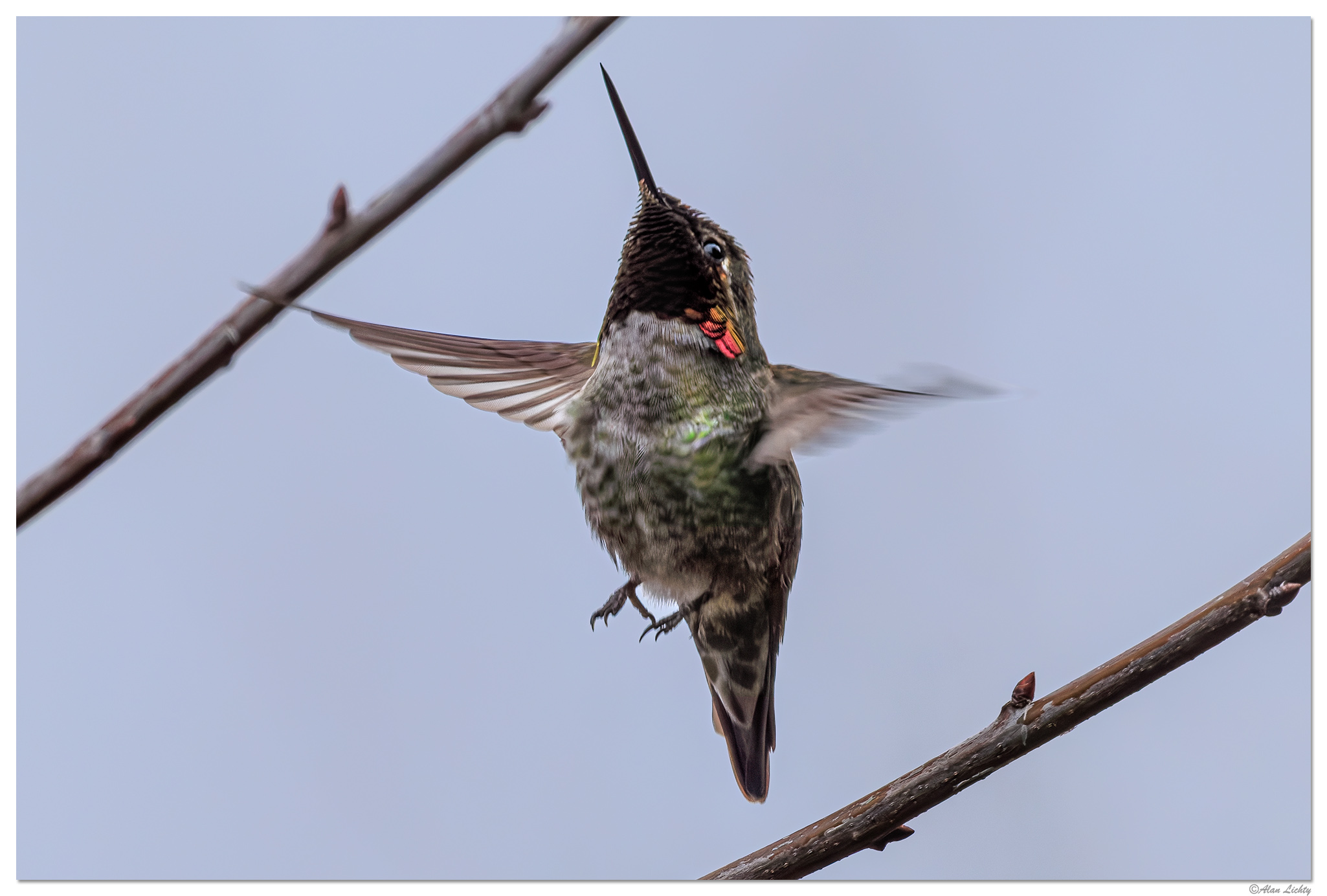CR5m2_Hummer2020325.jpg
