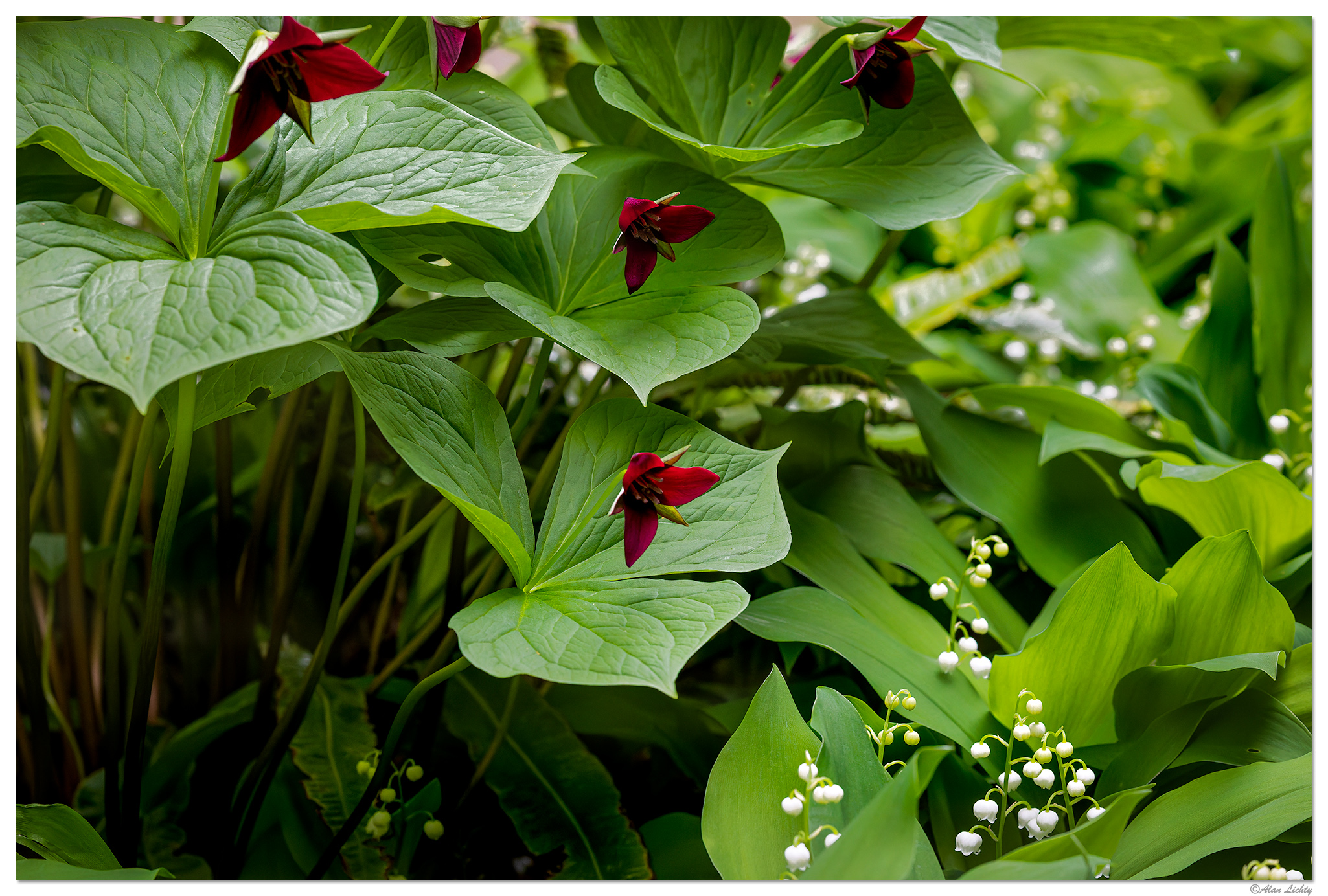 CR5m2_LoVRTrillium042625.jpg