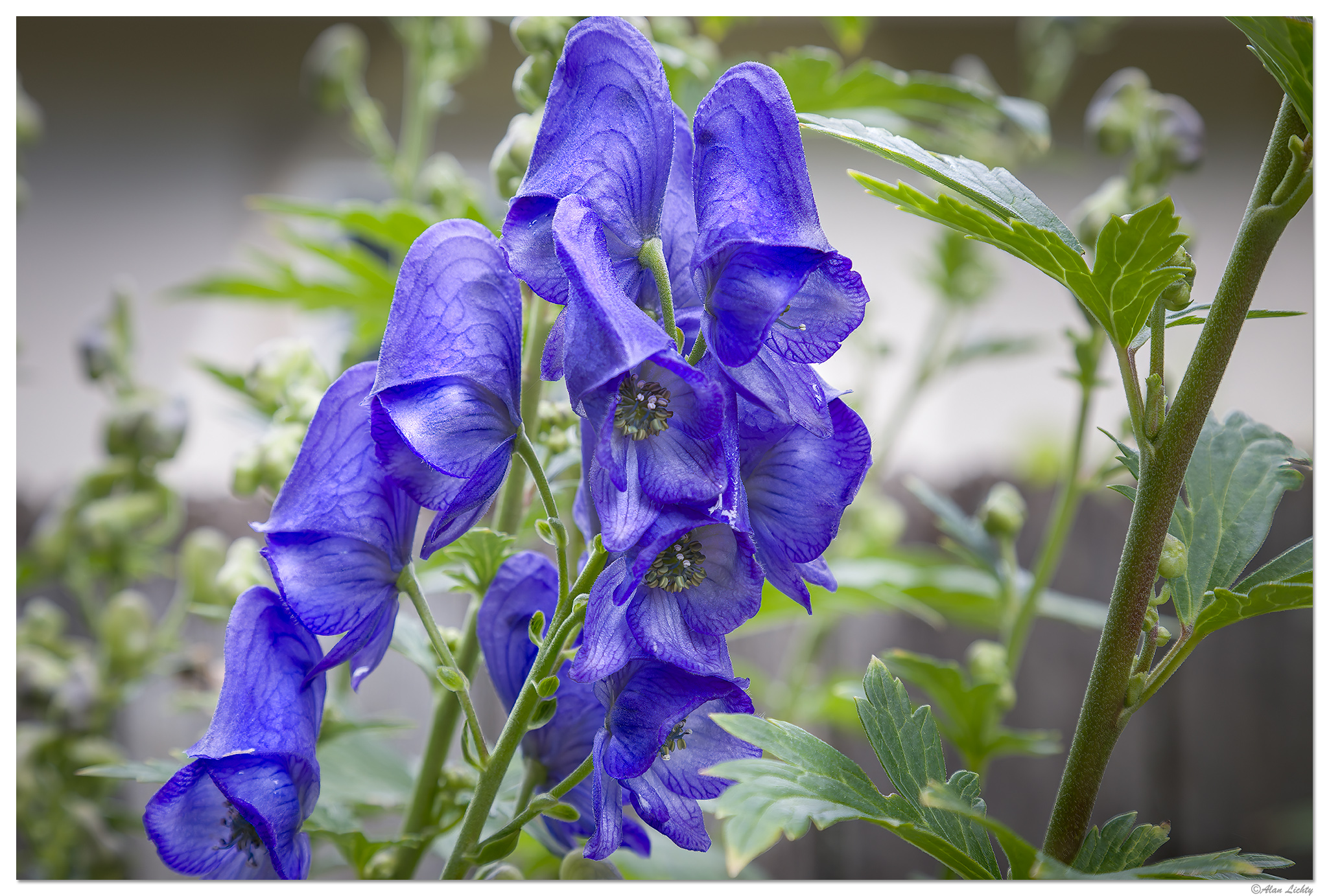 CR5m2_MonksHood092724.jpg