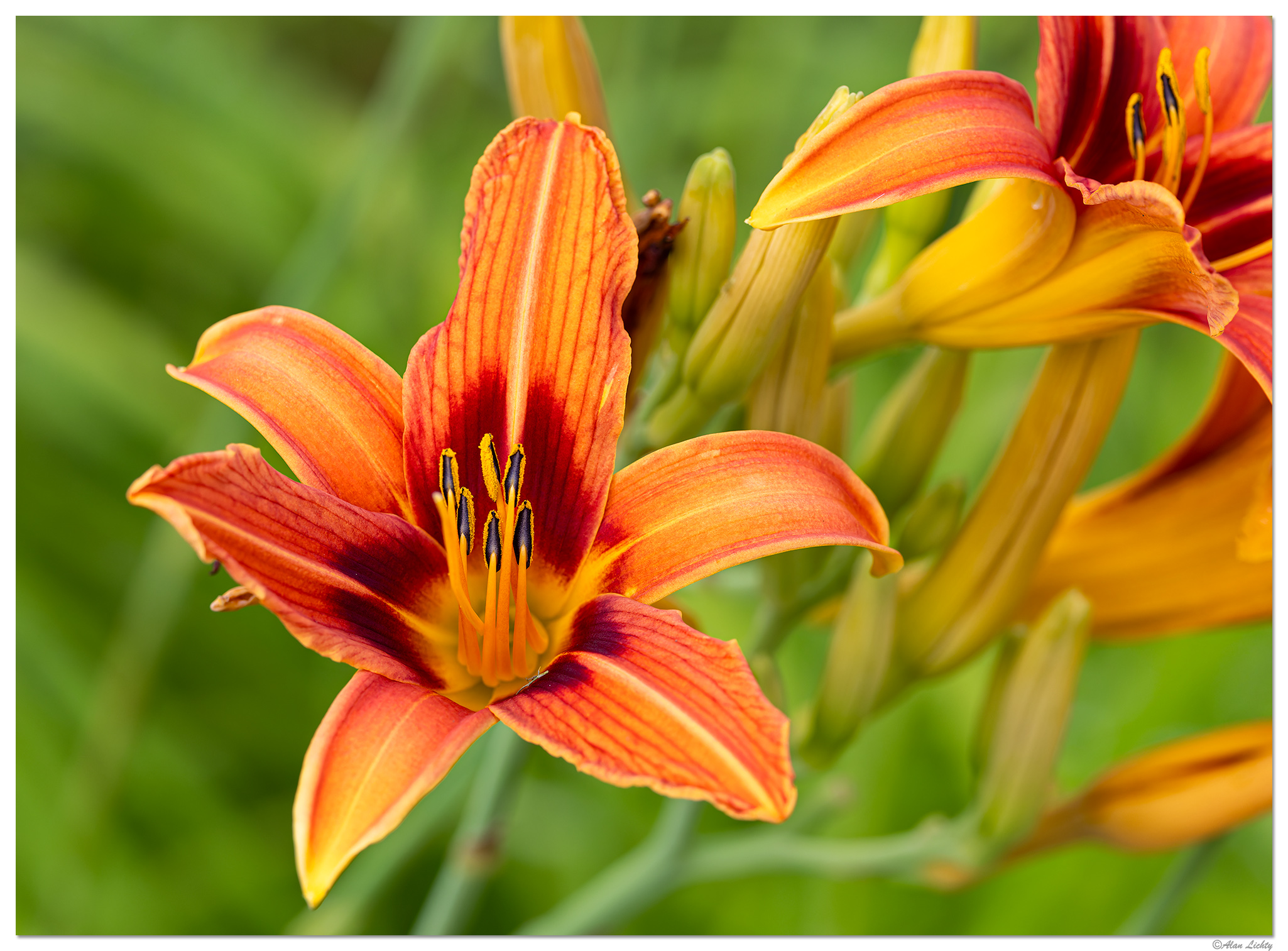 CR5m2_OrangeDaylily062226.jpg