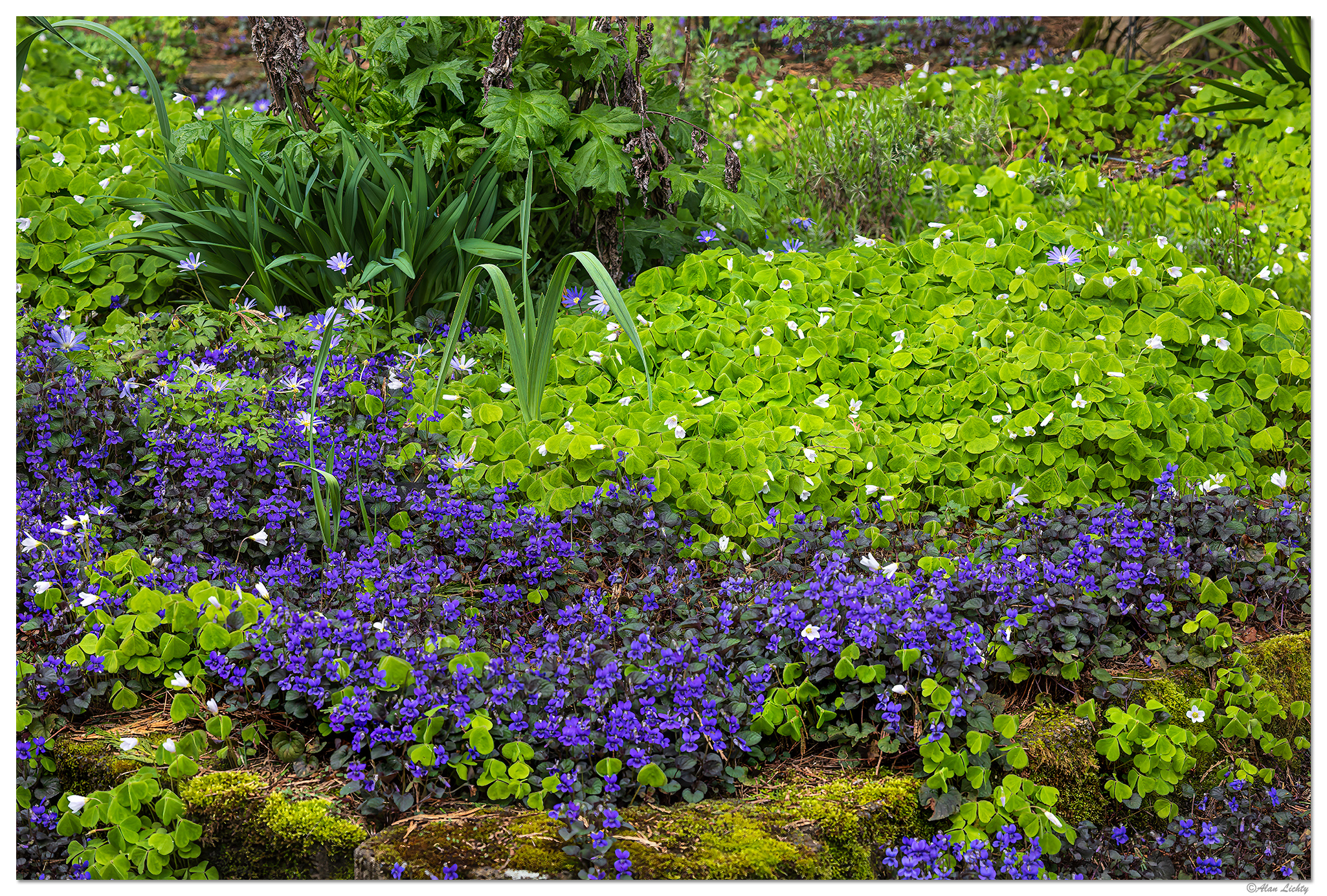 CR5m2_PersianViolets041025.jpg