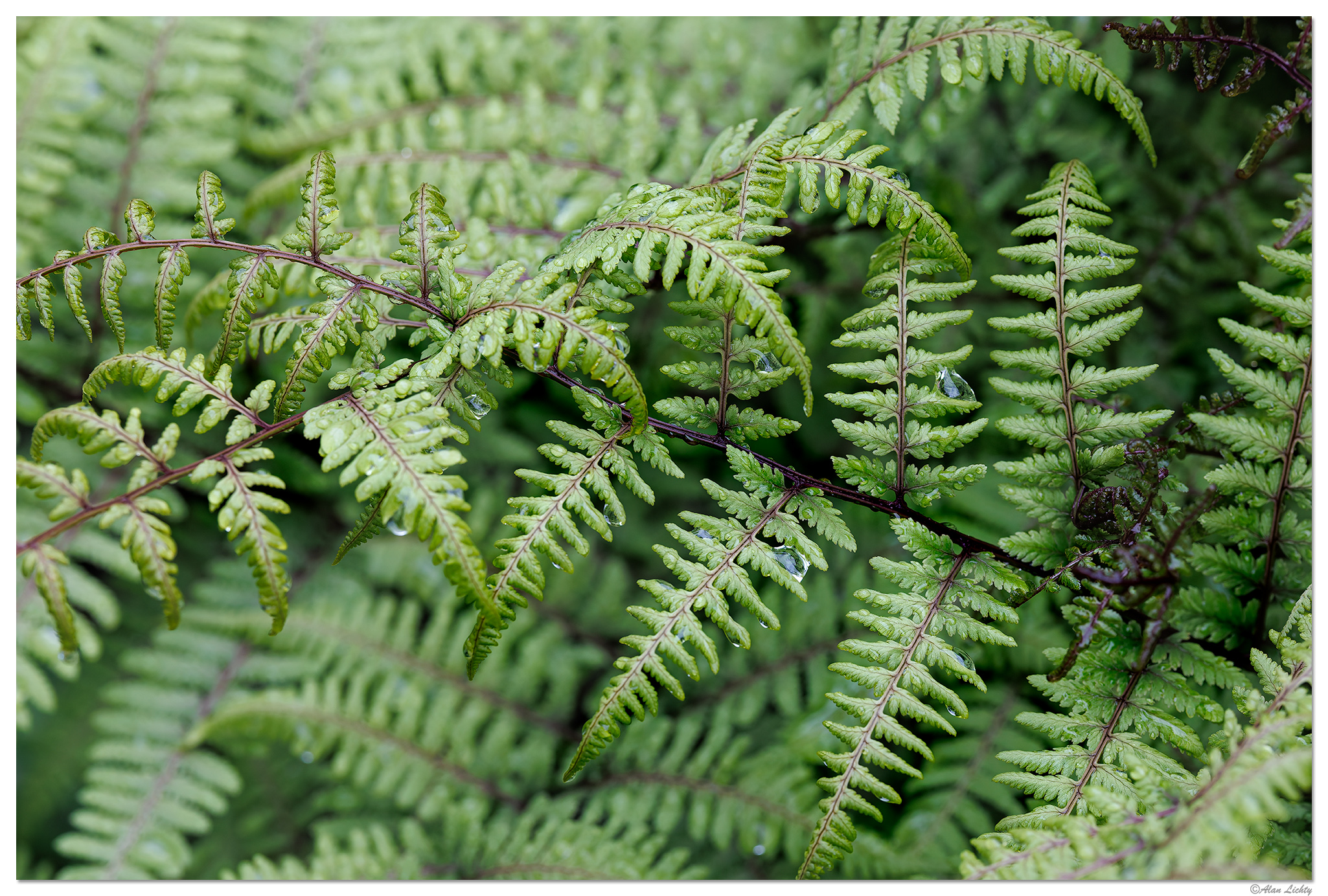 CR5m2_Pigfern042925.jpg