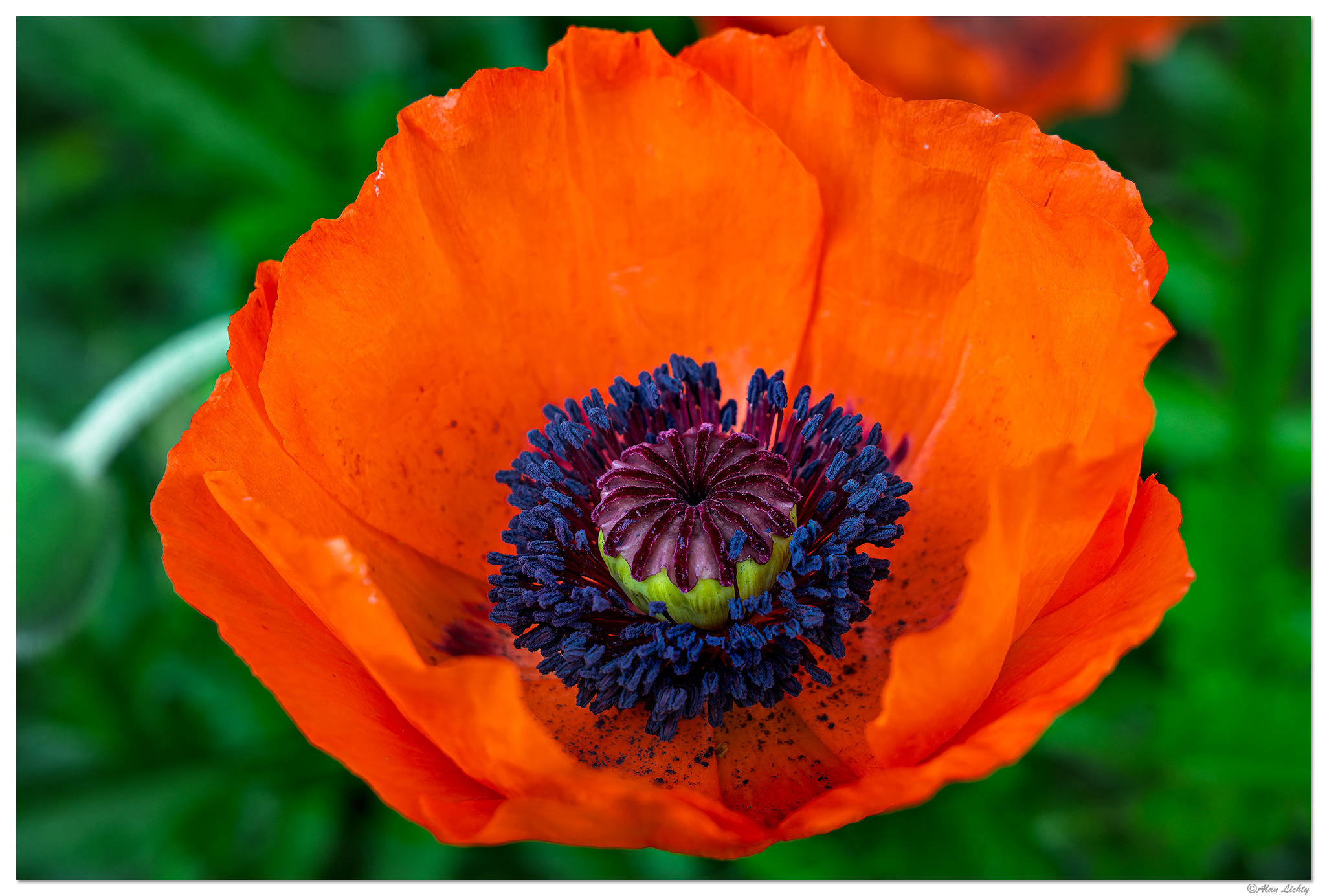 CR5m2_Poppy052625.jpg