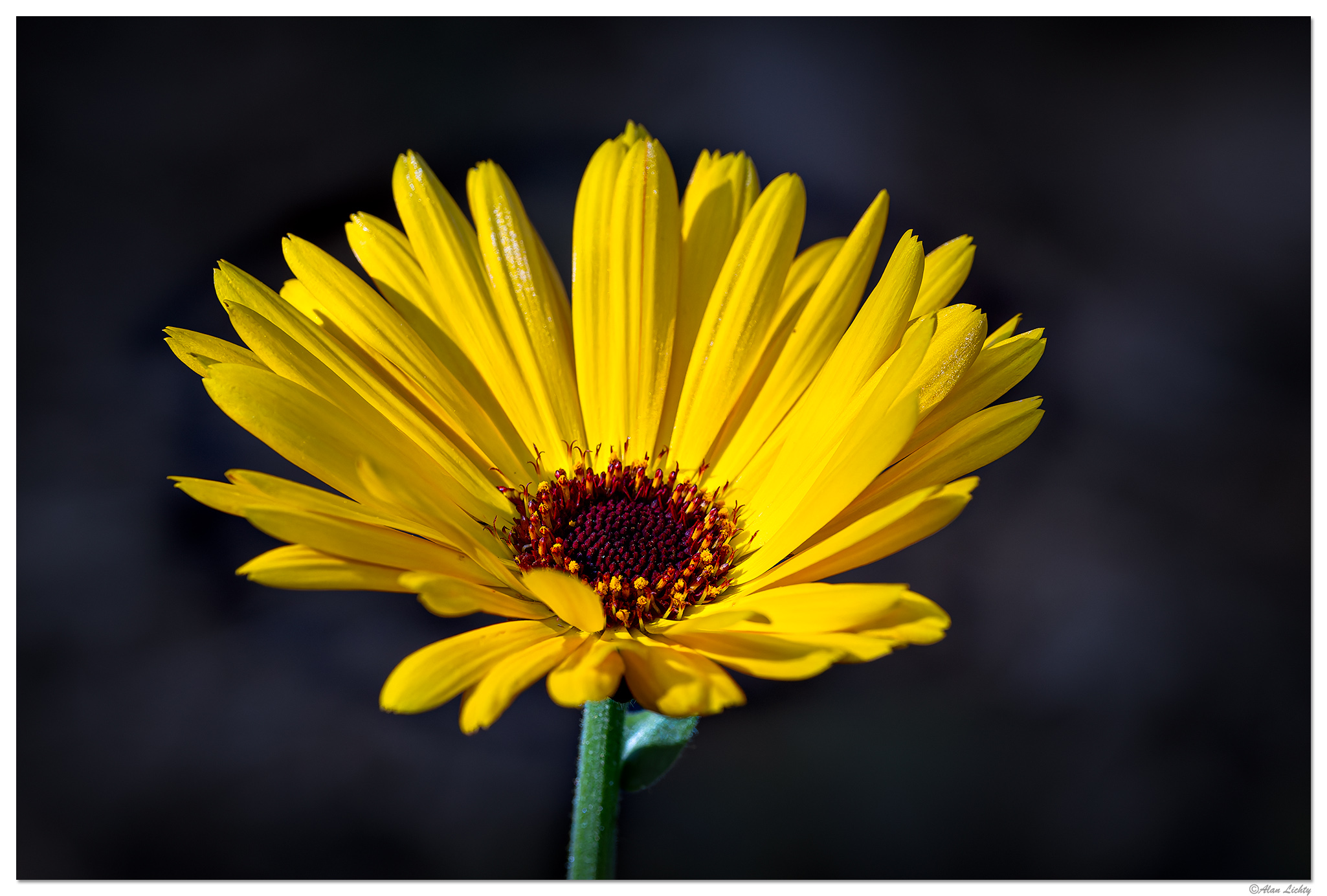 CR5m2_PotMarigold050726.jpg