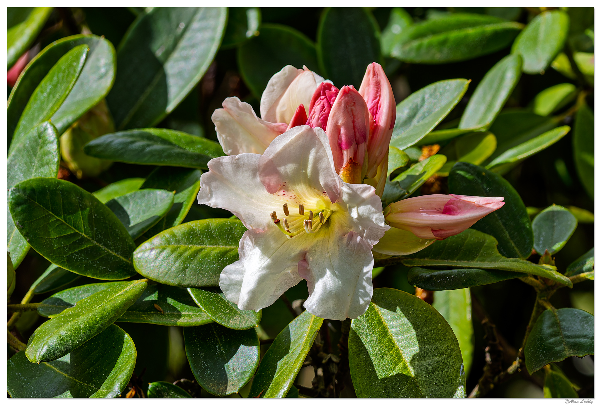 CR5m2_Rhododendron041526.jpg