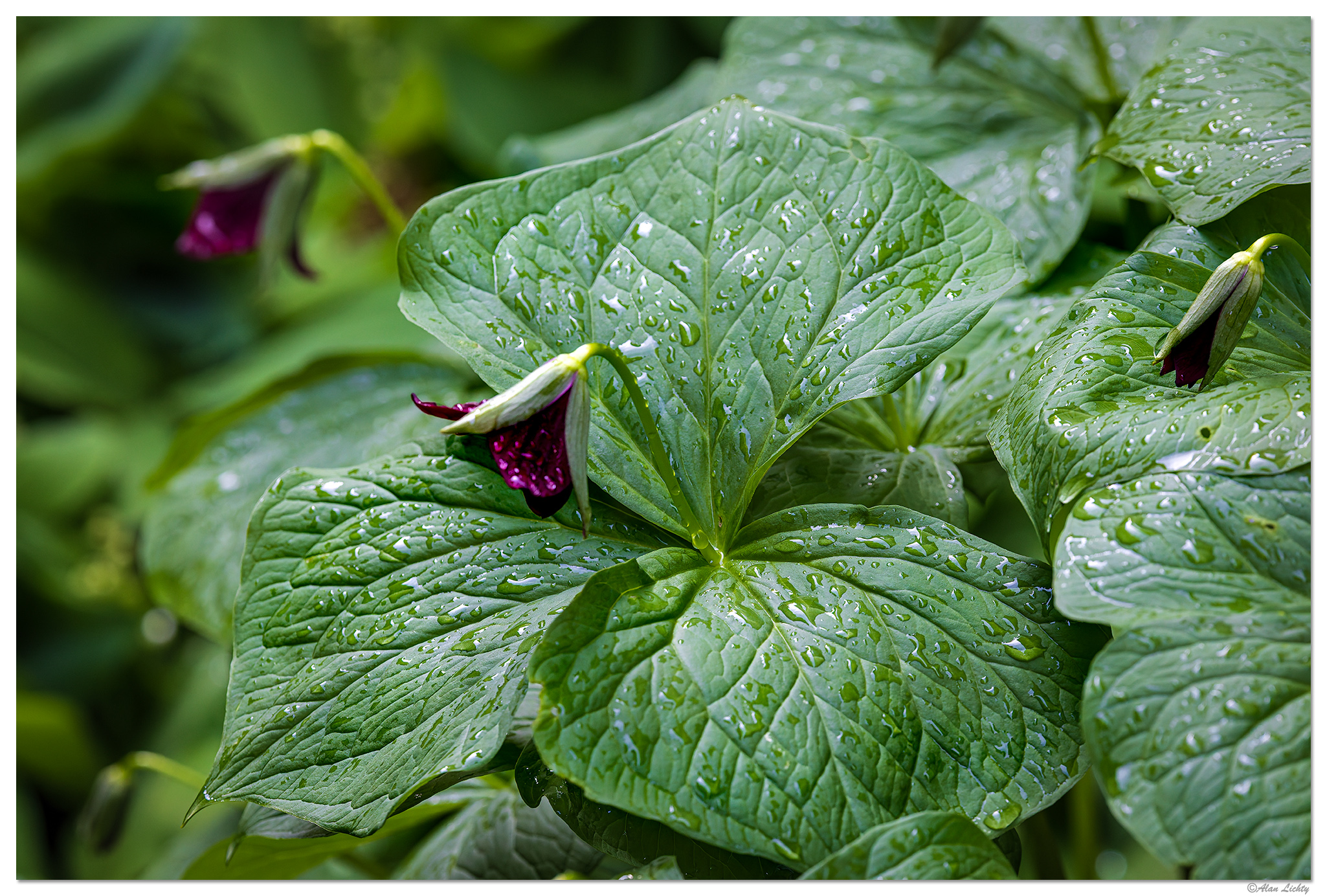 CR5m2_RTrillium042125.jpg