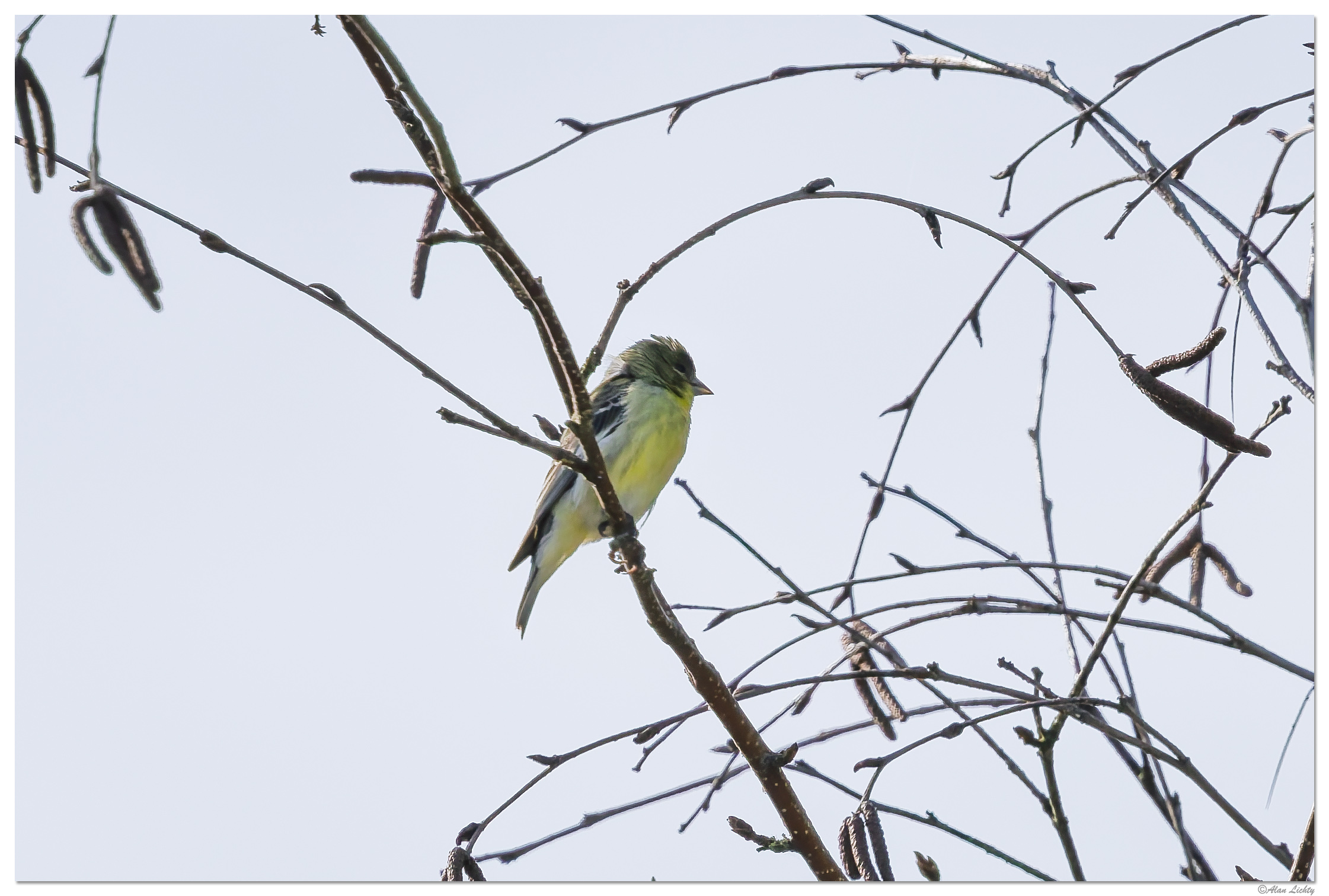 CR5m2_RubyCrownKinglet051925.jpg