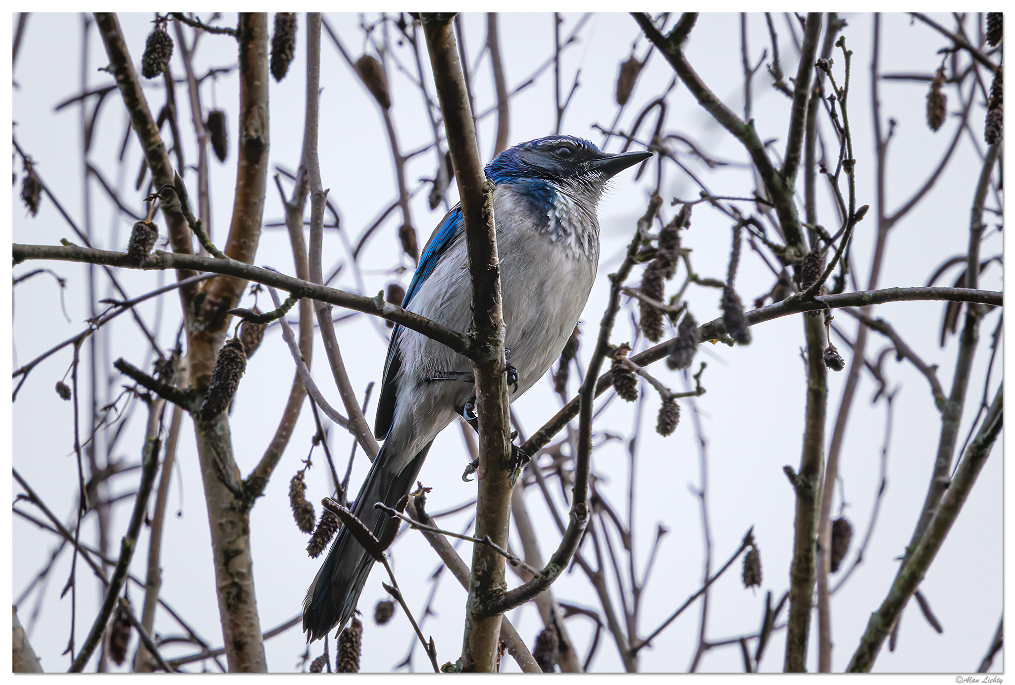 CR5m2_ScrubJay011225.jpg