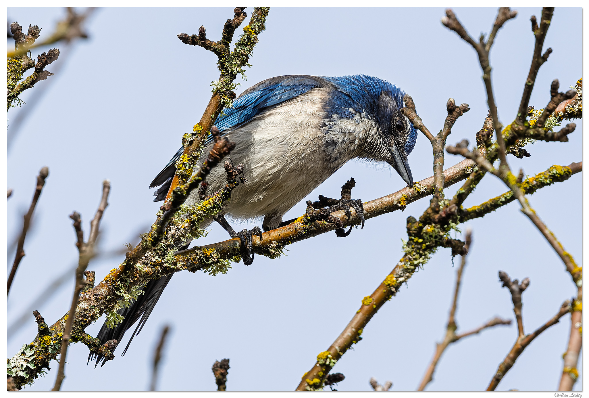 CR5m2_ScrubJay032225.jpg