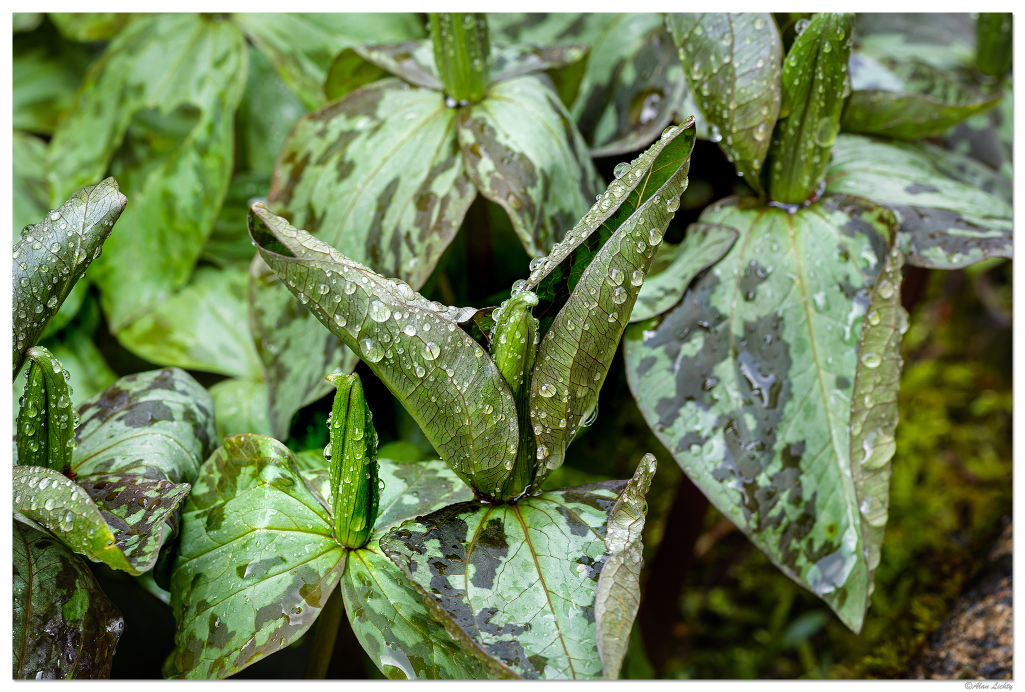 CR5m2_TrilliumCuneatum1032225.jpg
