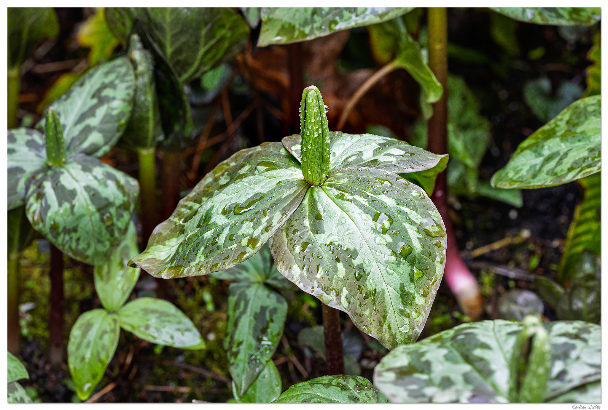 CR5m2_TrilliumCuneatum2032225.jpg