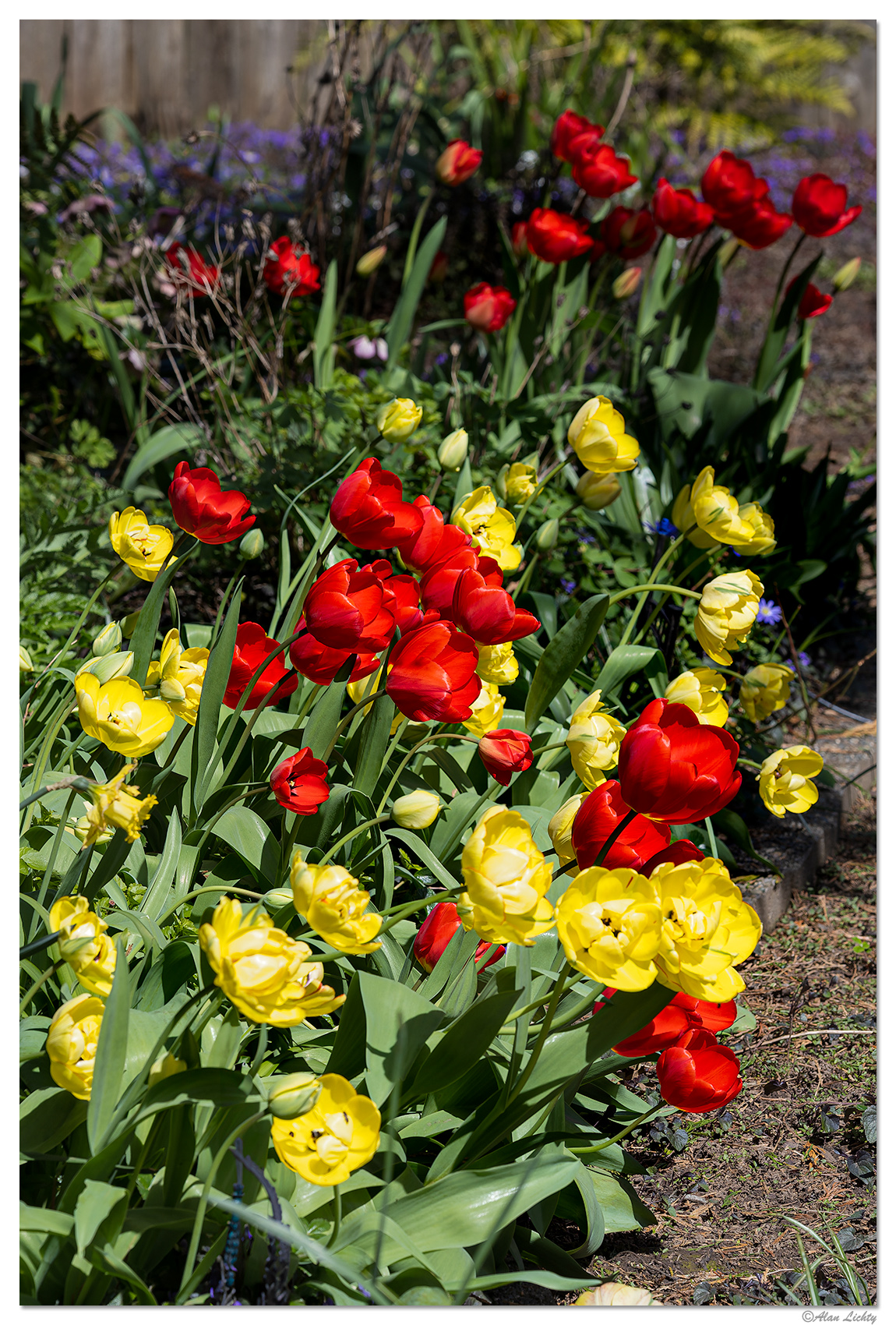 CR5m2_Tulips040425.jpg