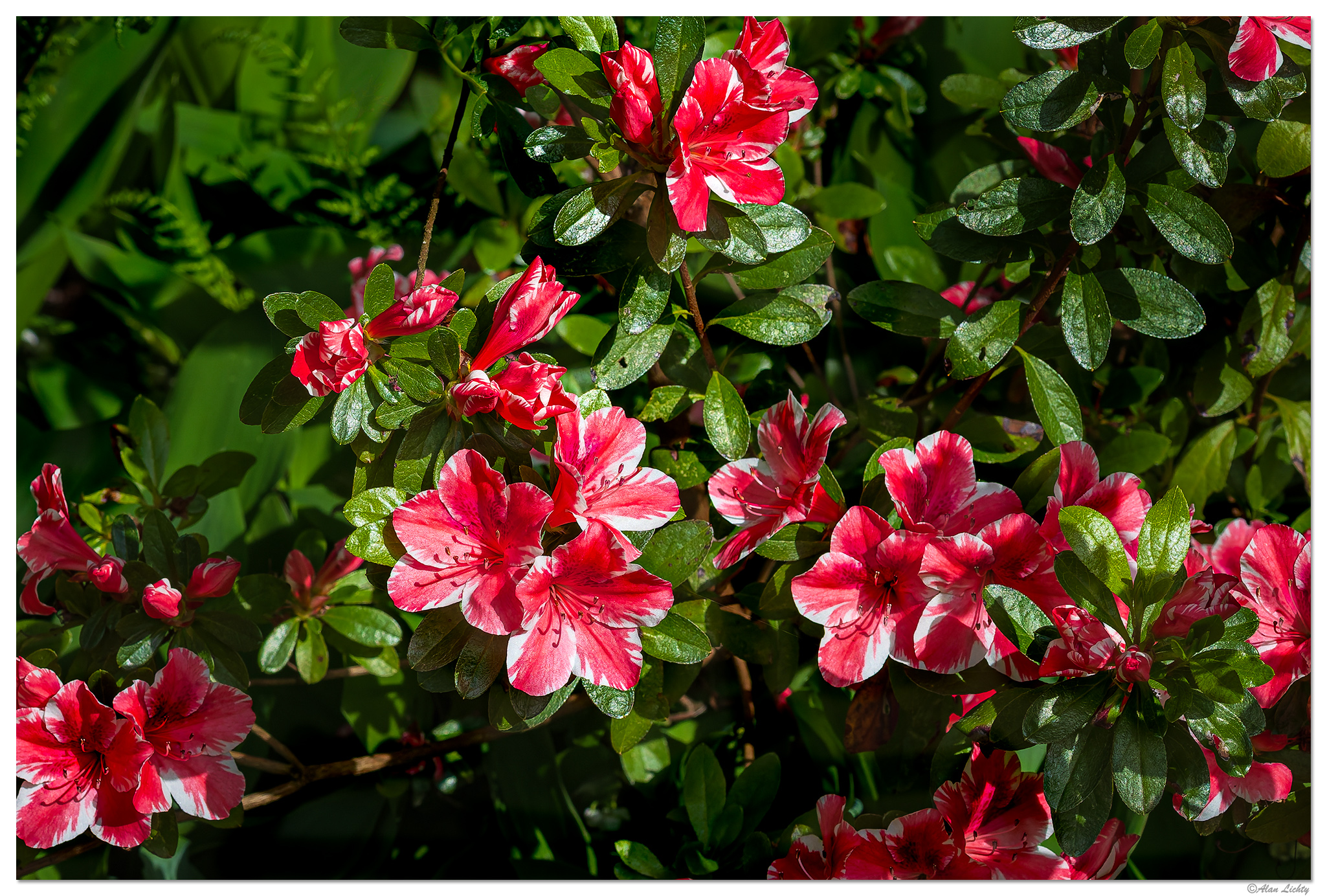 CR5m2_VarAzalea043025.jpg