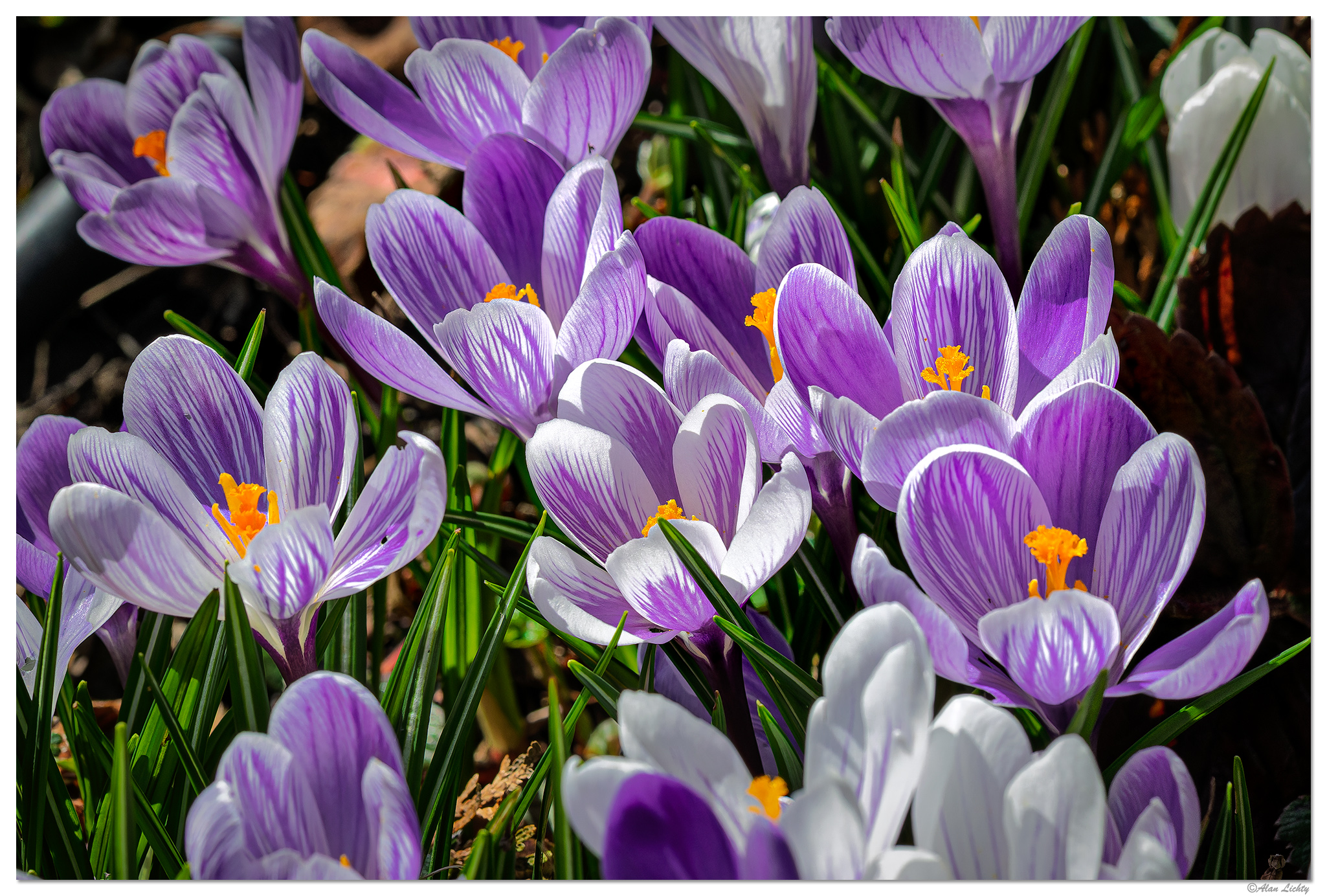 CR5m2_WhitePurple030525.jpg