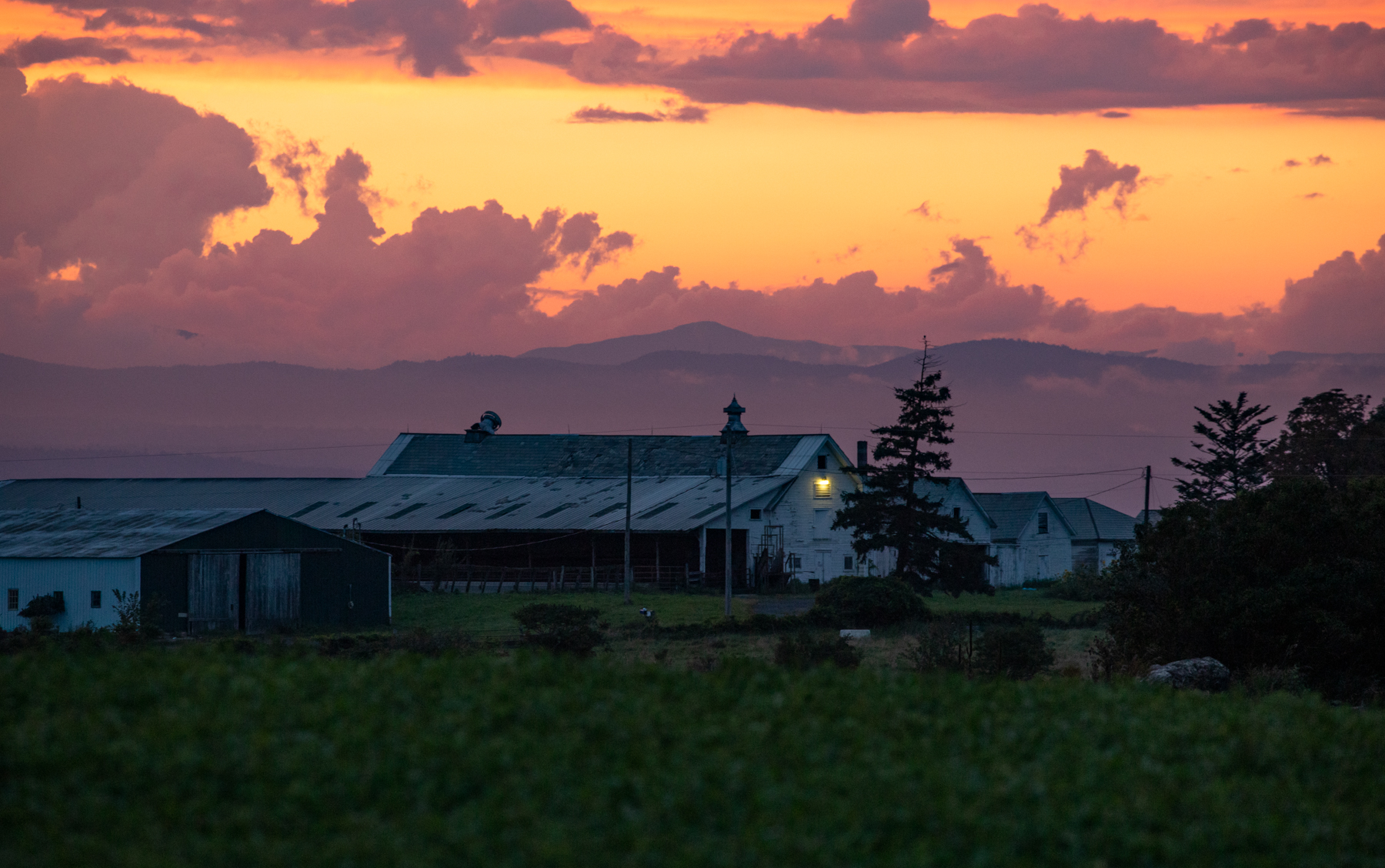 Cream Hill Stock Farm
