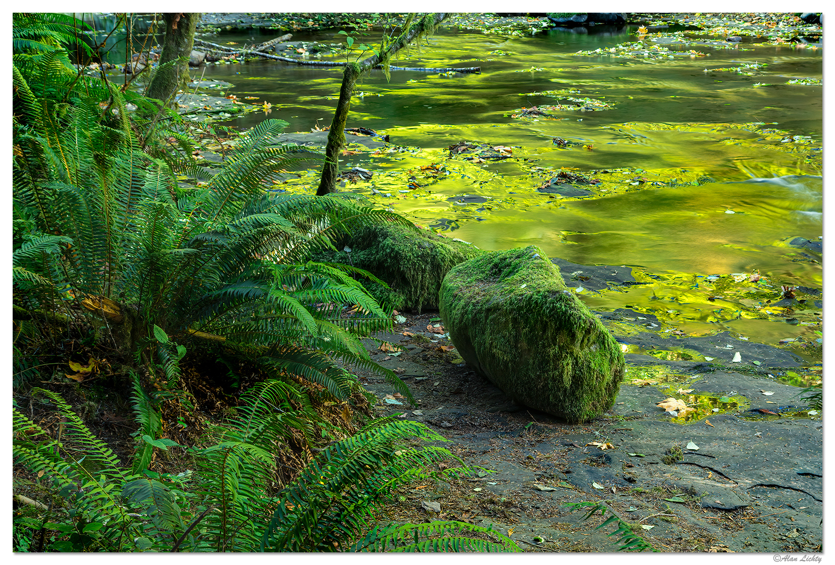 Creekside Reflections