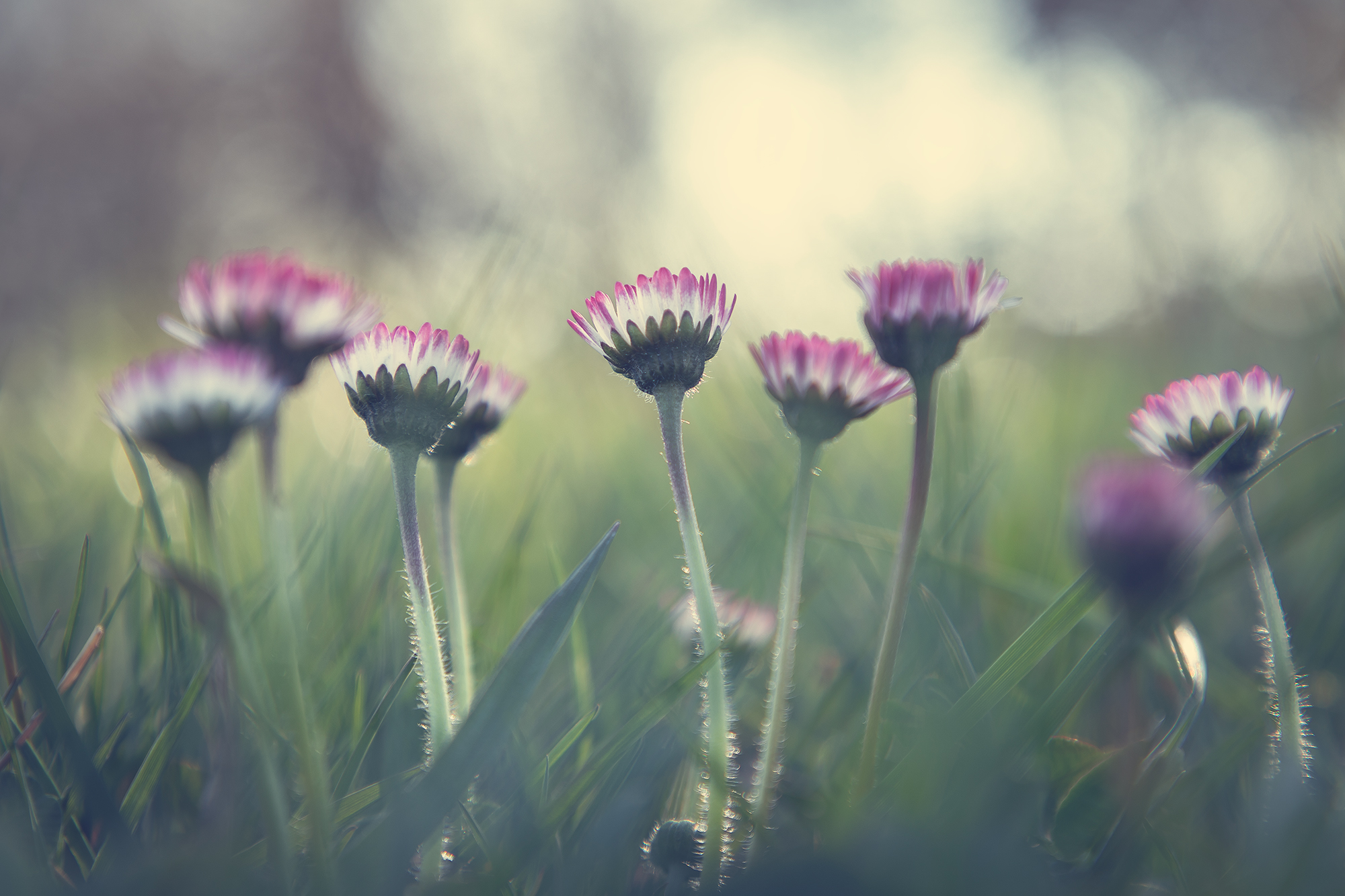Daisies 2