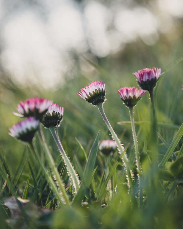 Daisies II