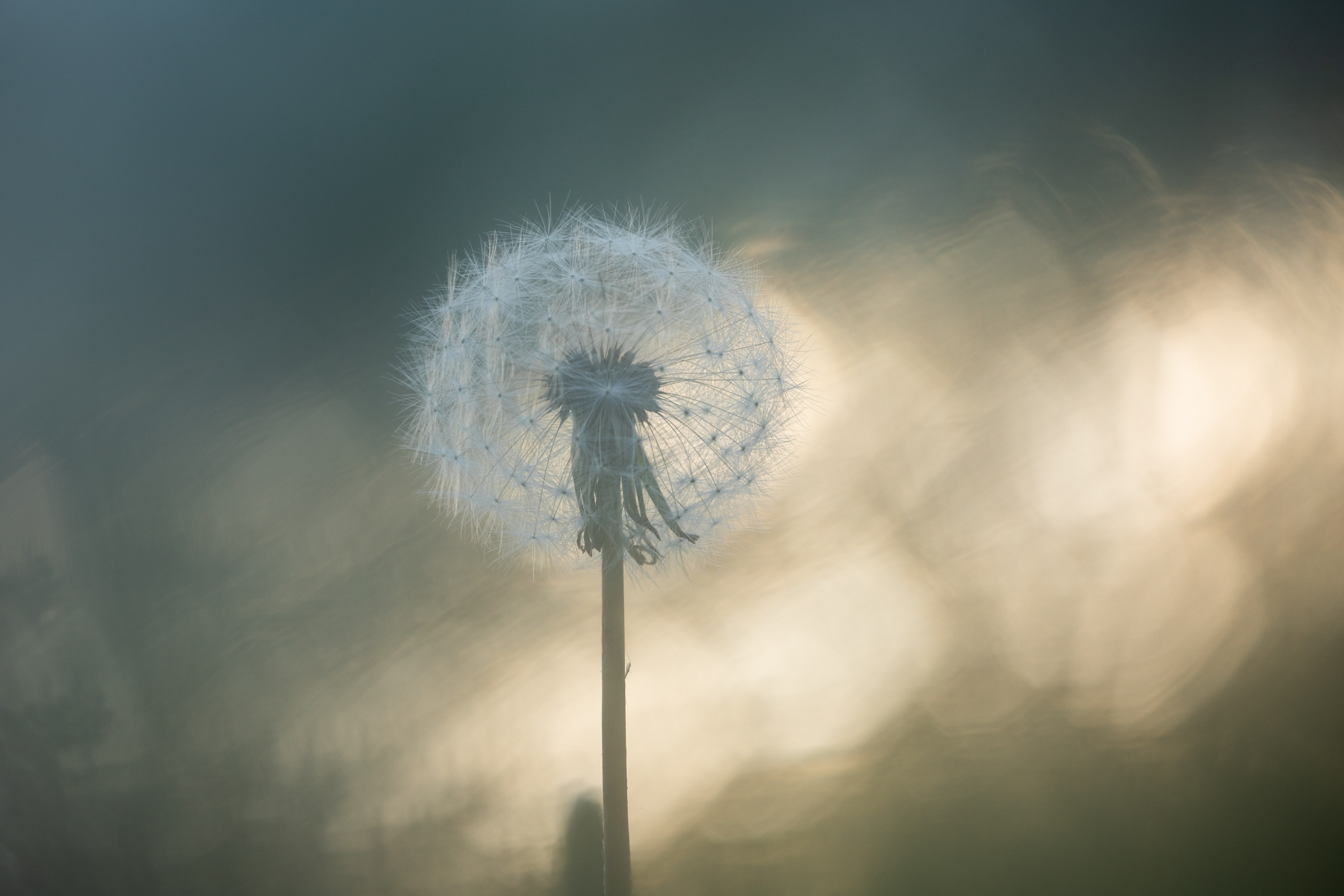 Dandelion Dream