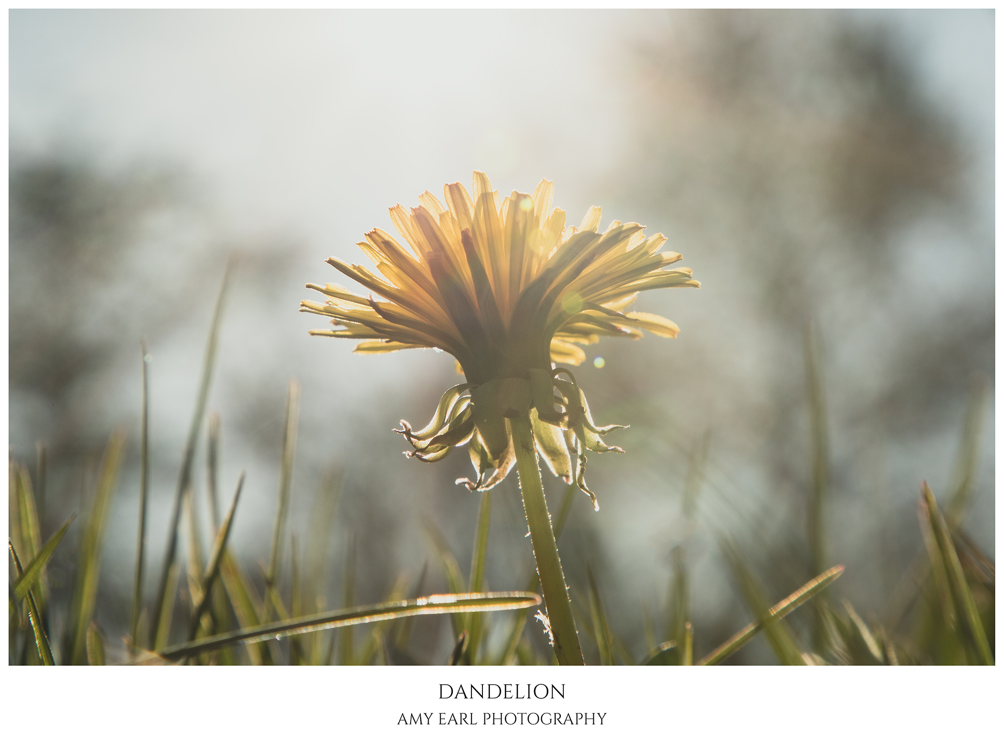 Dandelion
