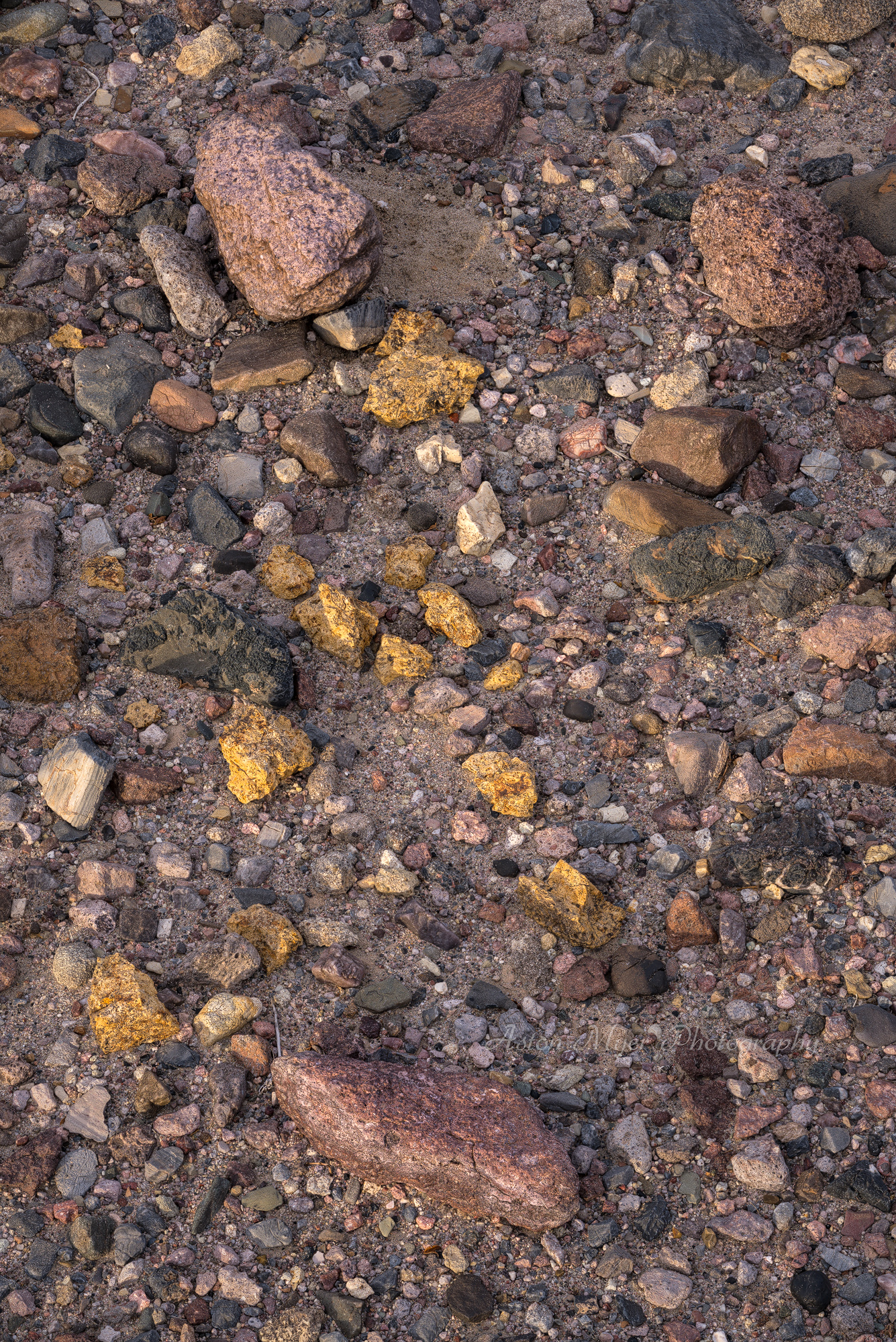 Desert Gold.jpg