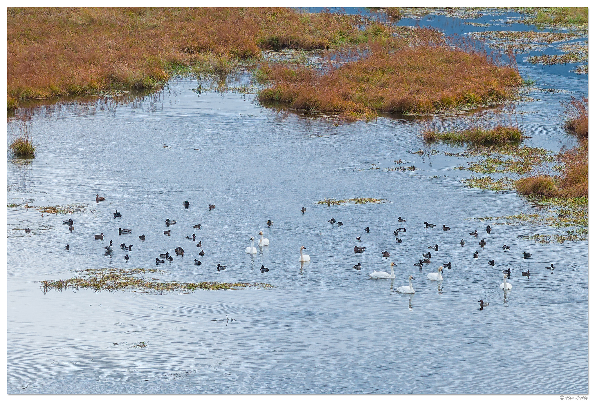 DJI_M3P_166_CRGRoosterRockDucks111023.jpg