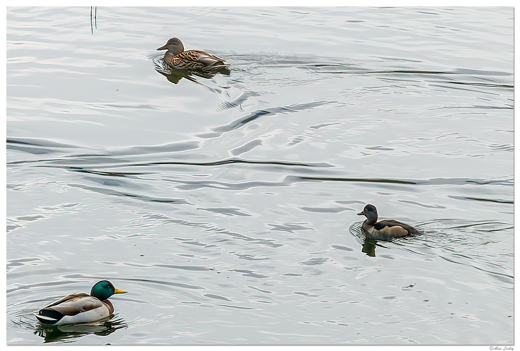 DJI_M3P_166_WW-MirrorLakeMallards-GAI.jpg