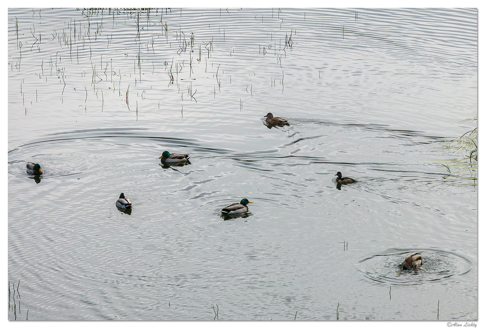 DJI_M3P_166_WW-MirrorLakeMallards.jpg