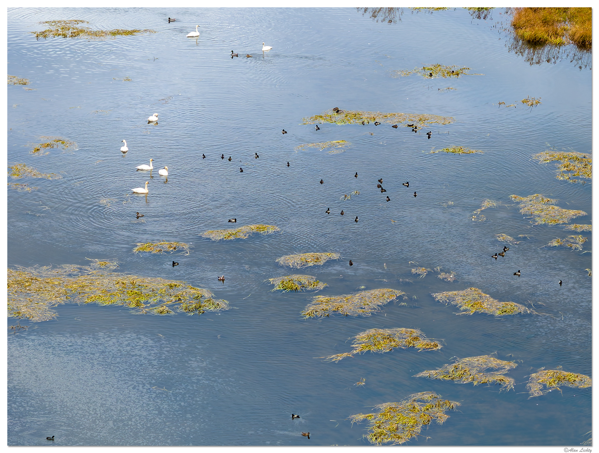 DJI_M3P_RRSPWaterfowl111023.jpg