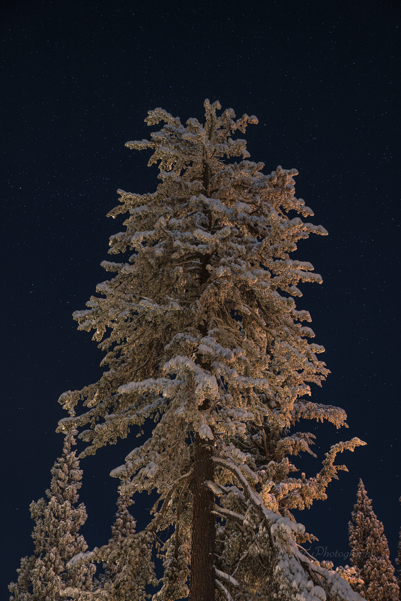 Dressed In Snow And Starlight