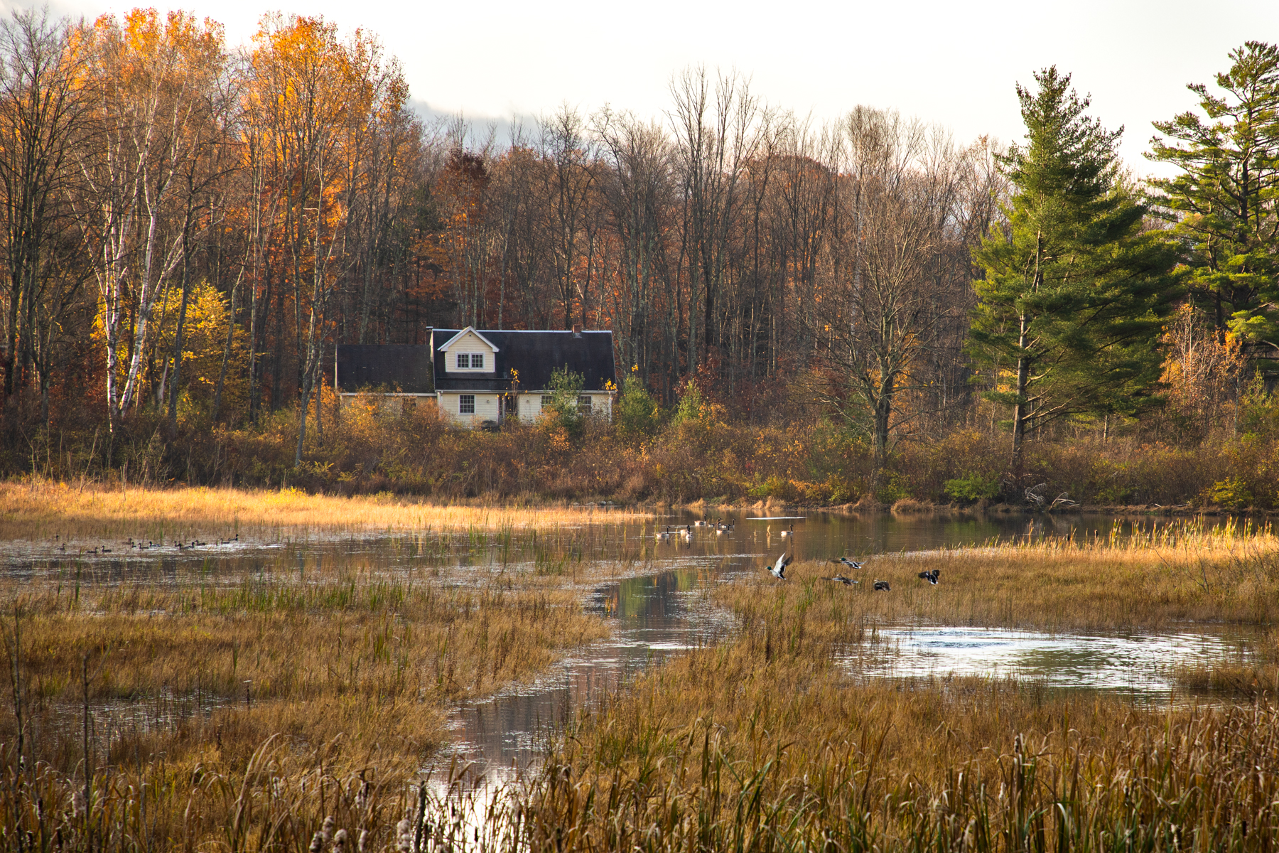 Ducks on the marsh