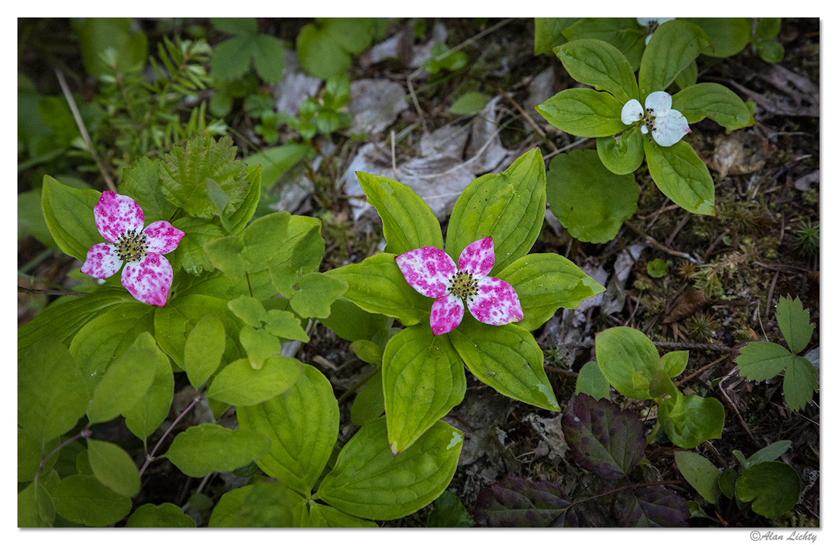 Dwarf Dogwood