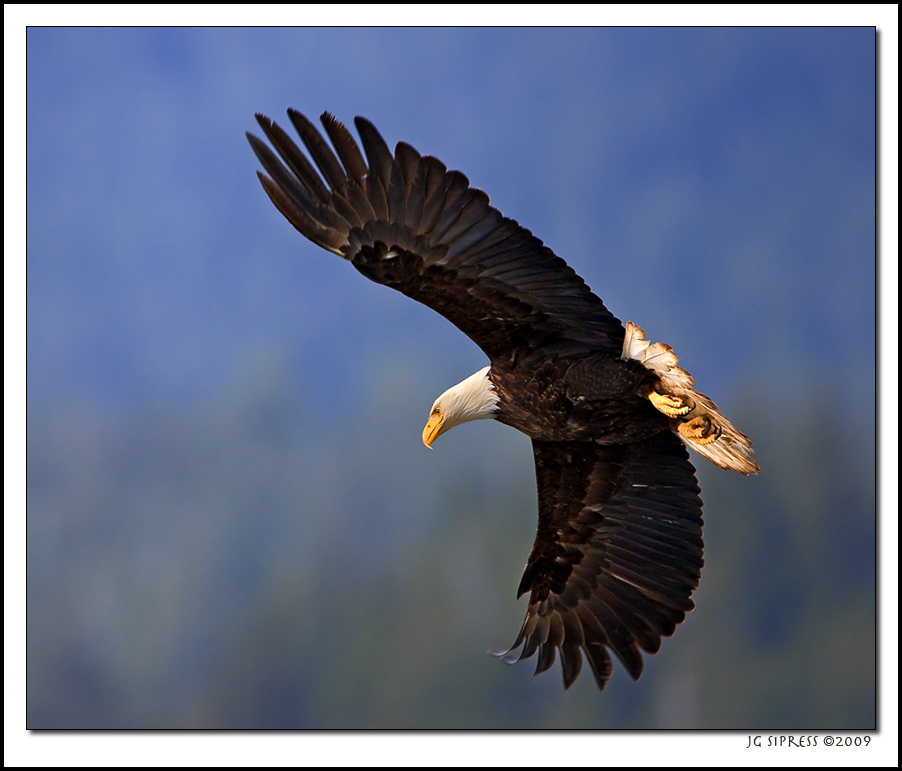 Eagle Flight, Prince Rupert, BC, Canada.