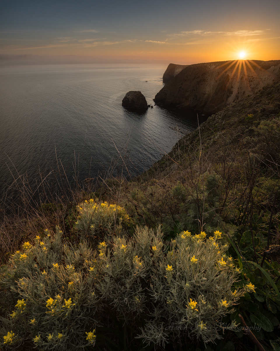 Endemic Island Paintbrush On The Bluff