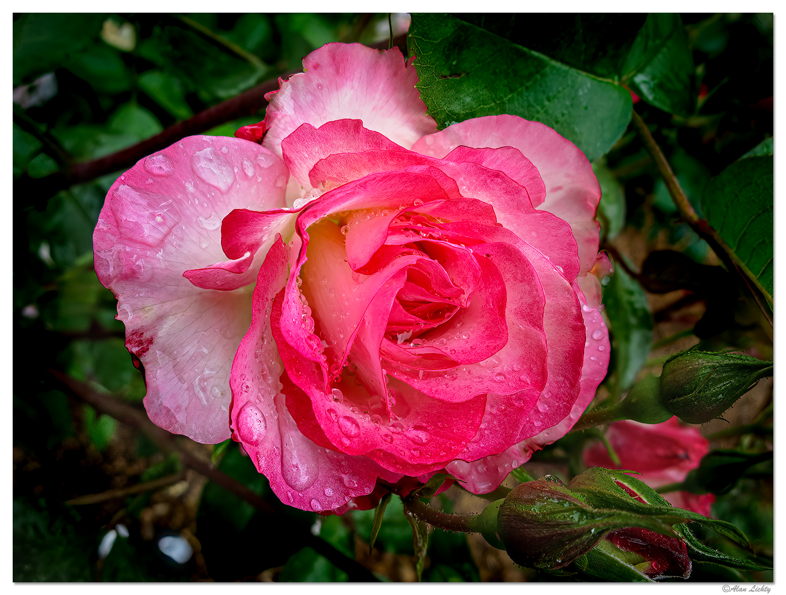 Esther Short Park - Rainy Pink