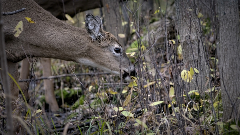 Evening Meal