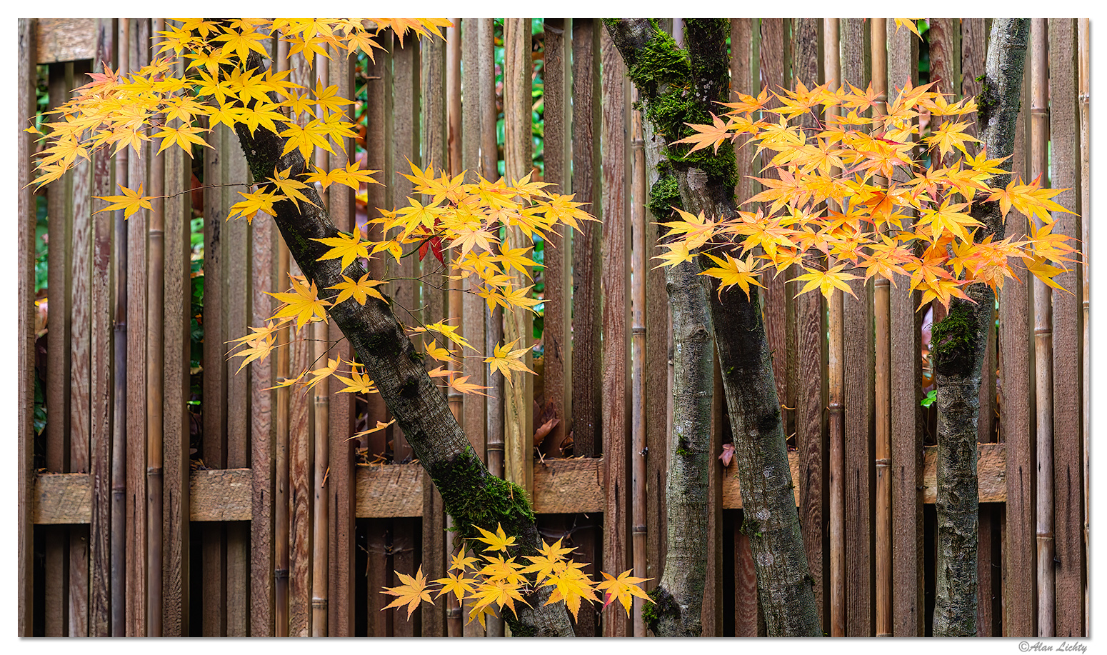 Fall at the Fence