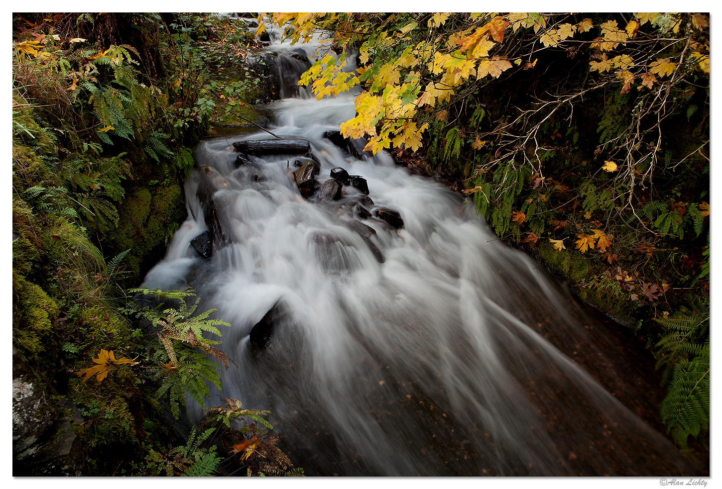 Fall Leaves Below Wahkeena
