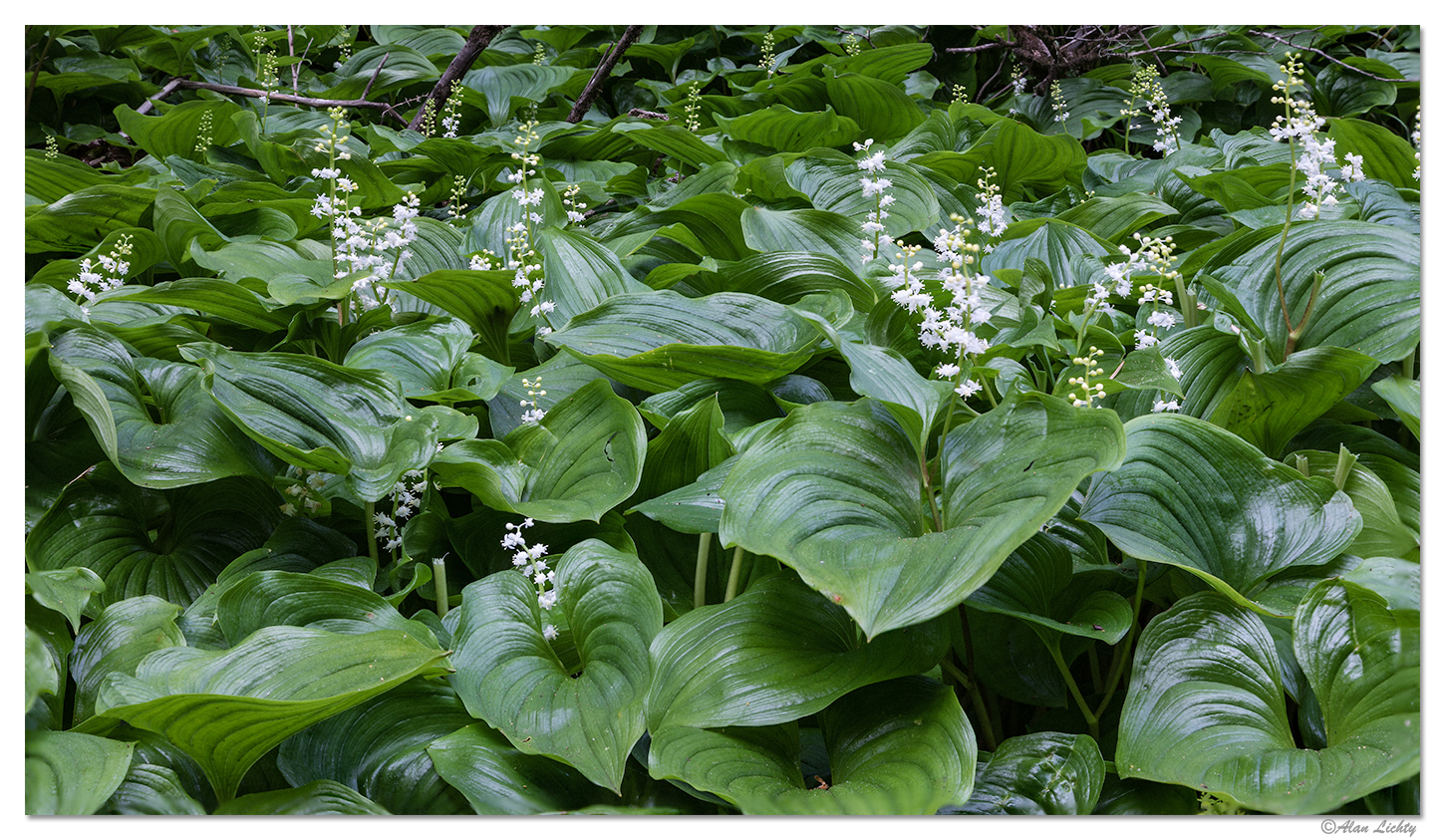 False Lily-of-the-Valley