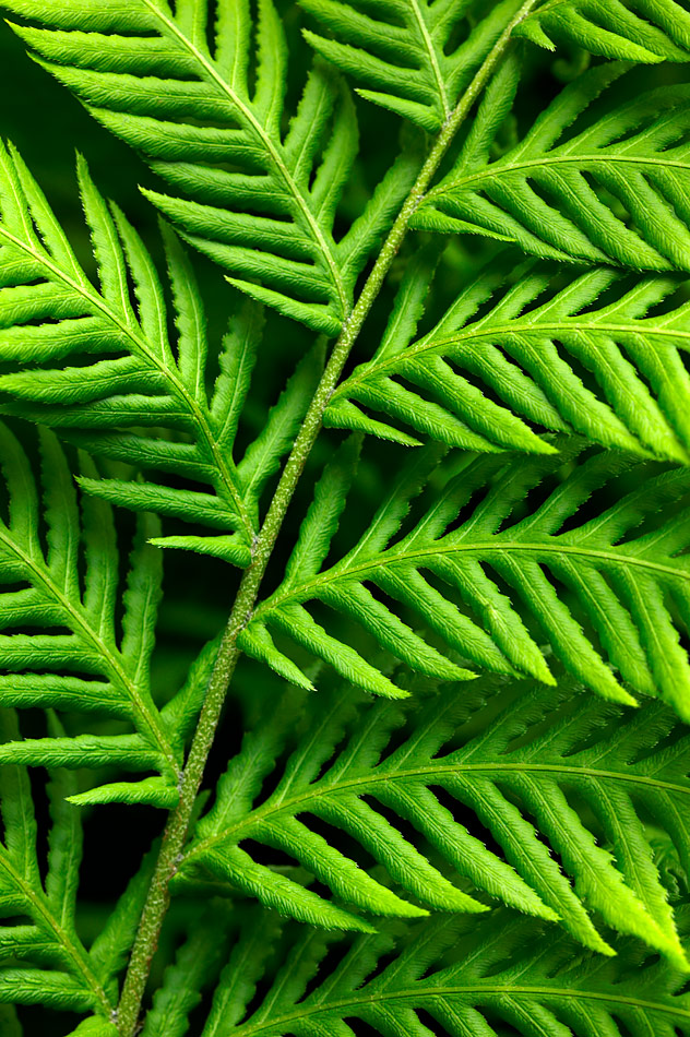 Fern