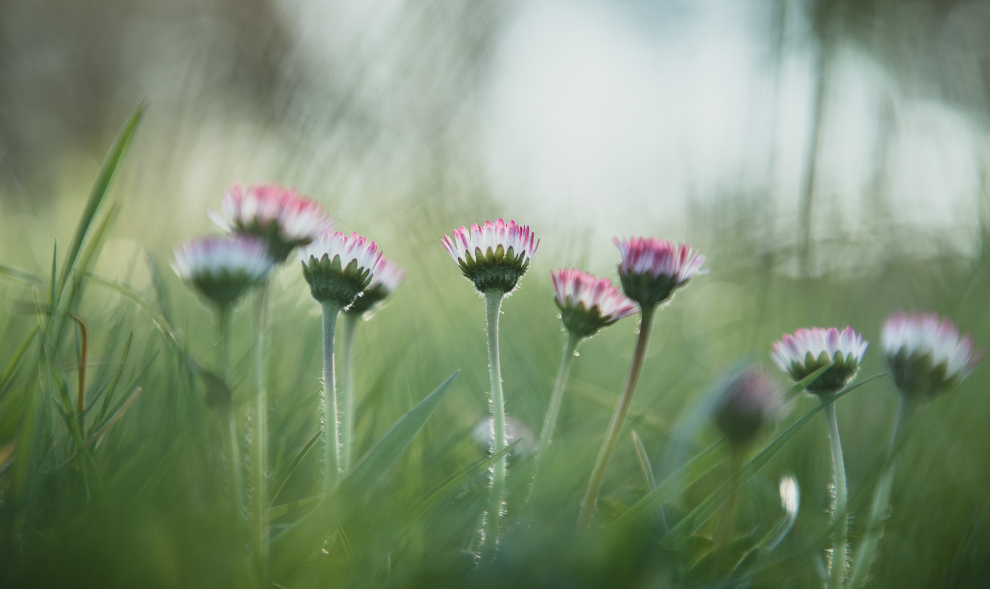 Field Daisies