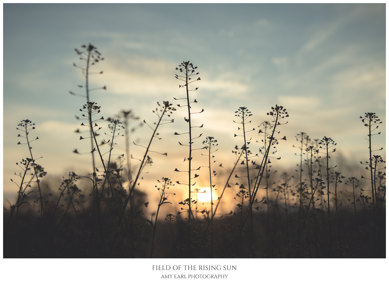 Field Of The Rising Sun